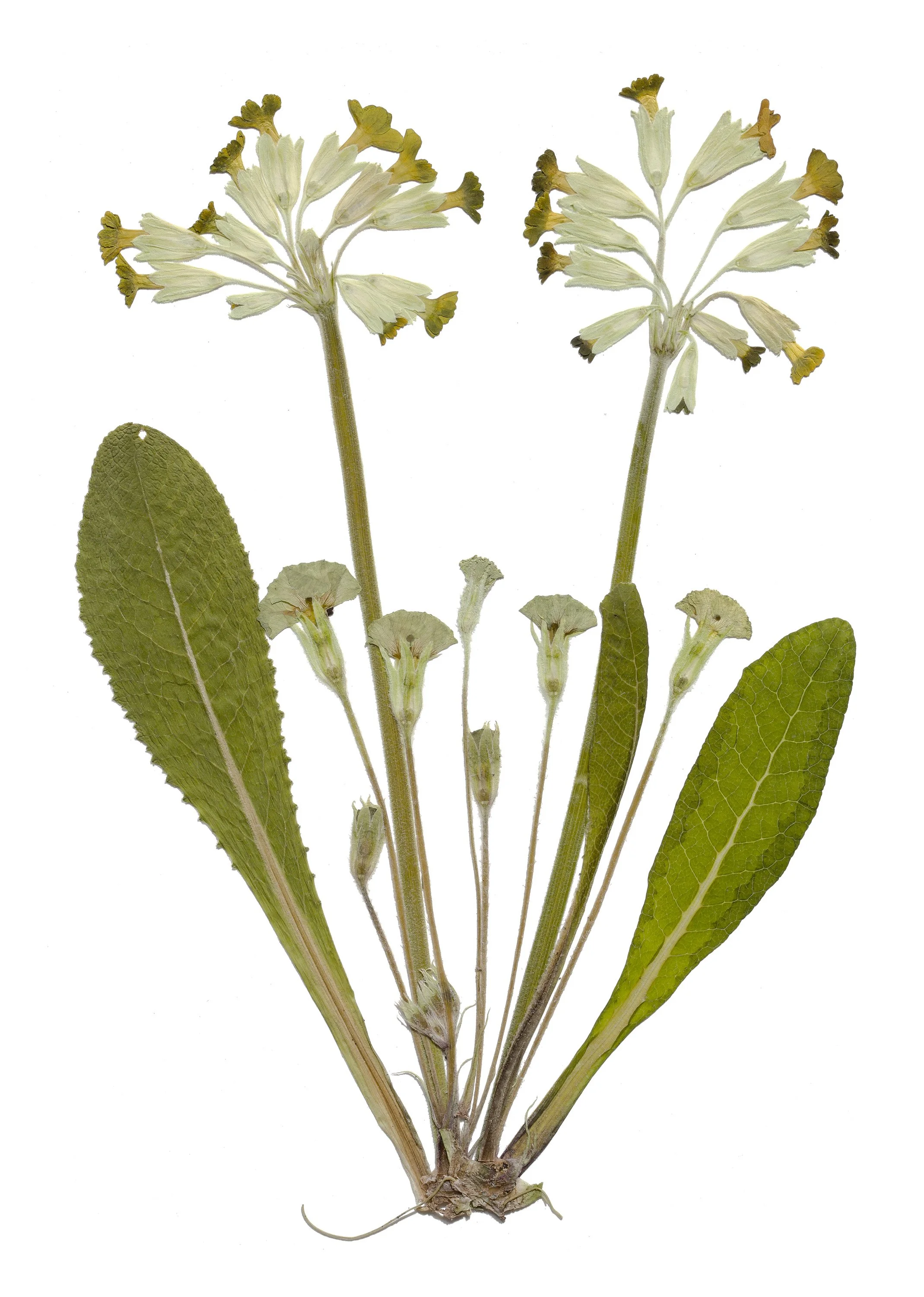 Primula elatior 5DSR8089.jpg