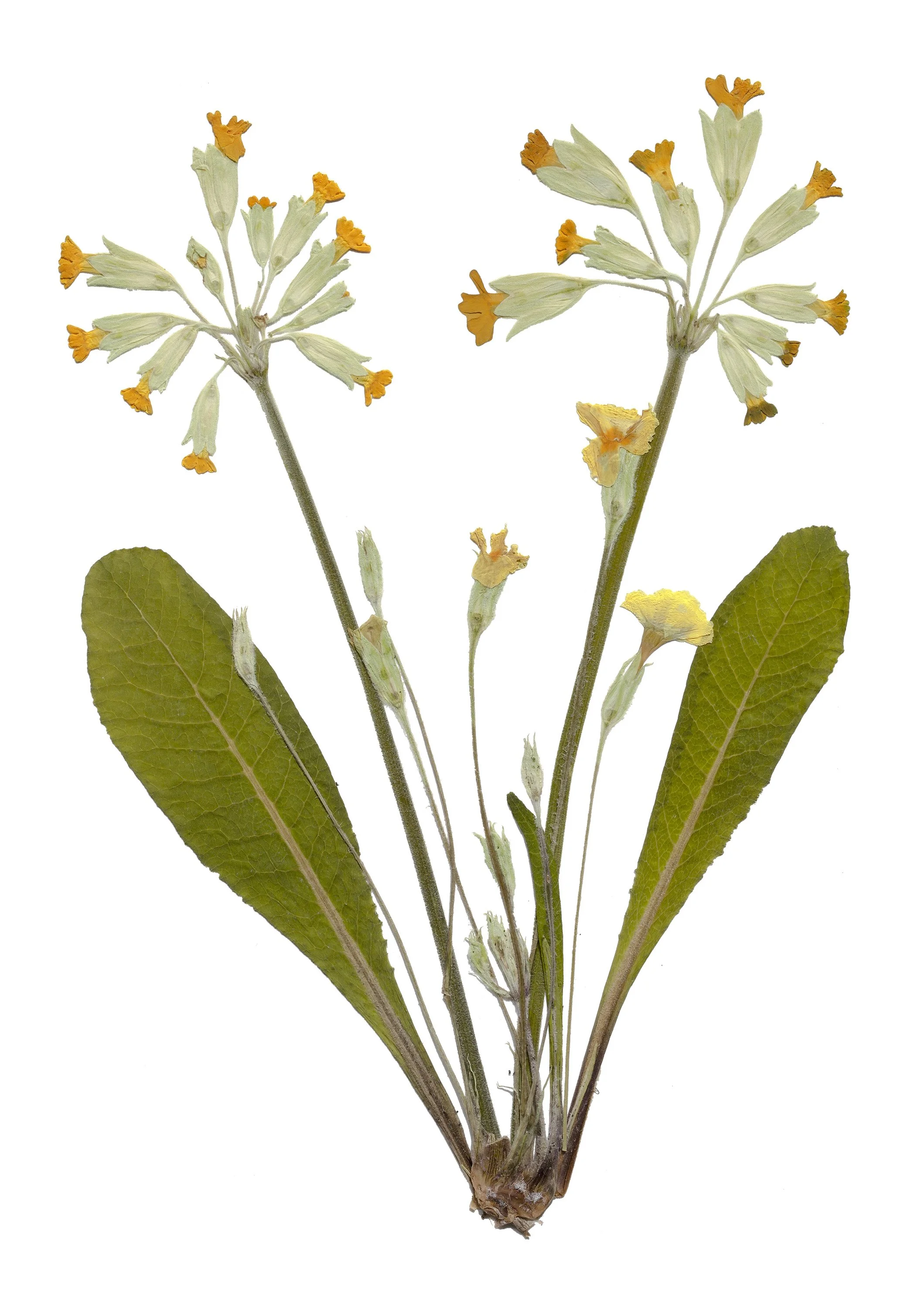 pRIMULA VERIS 1.jpeg