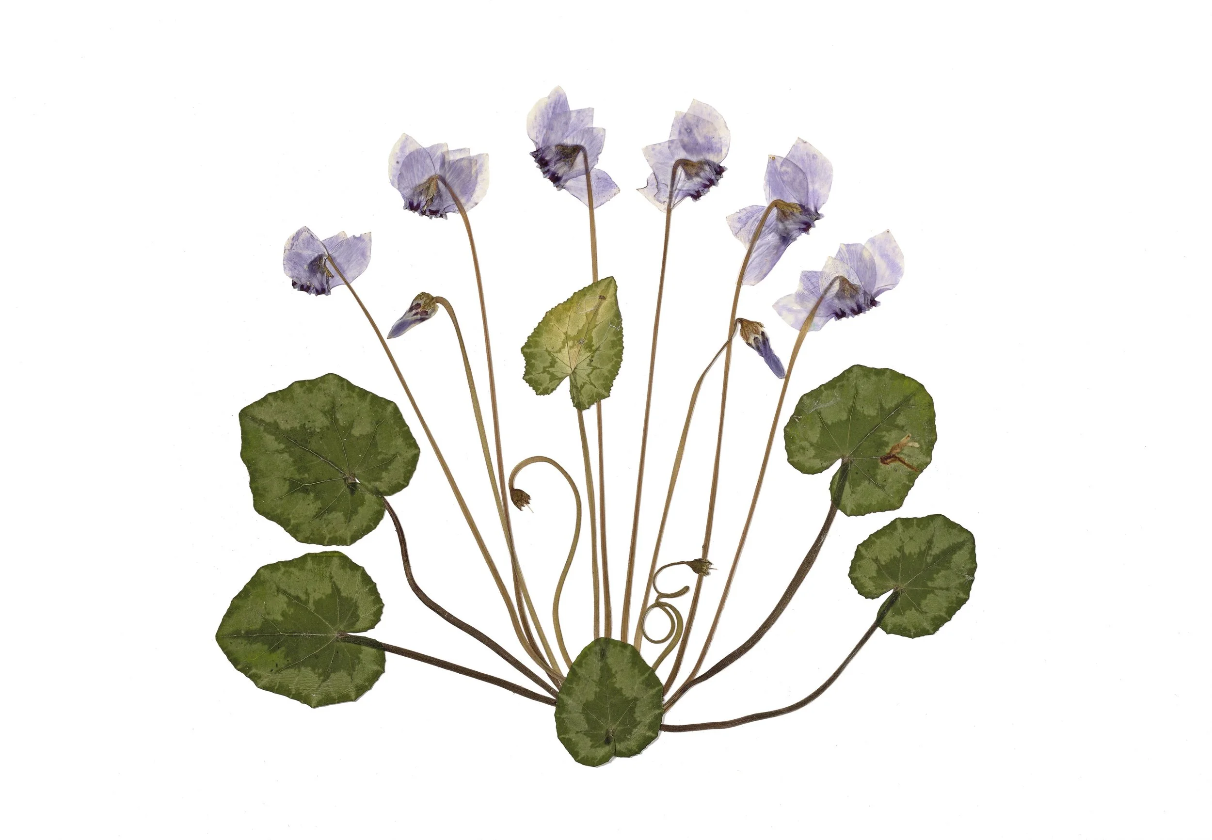 Cyclamen hederifolium.jpg