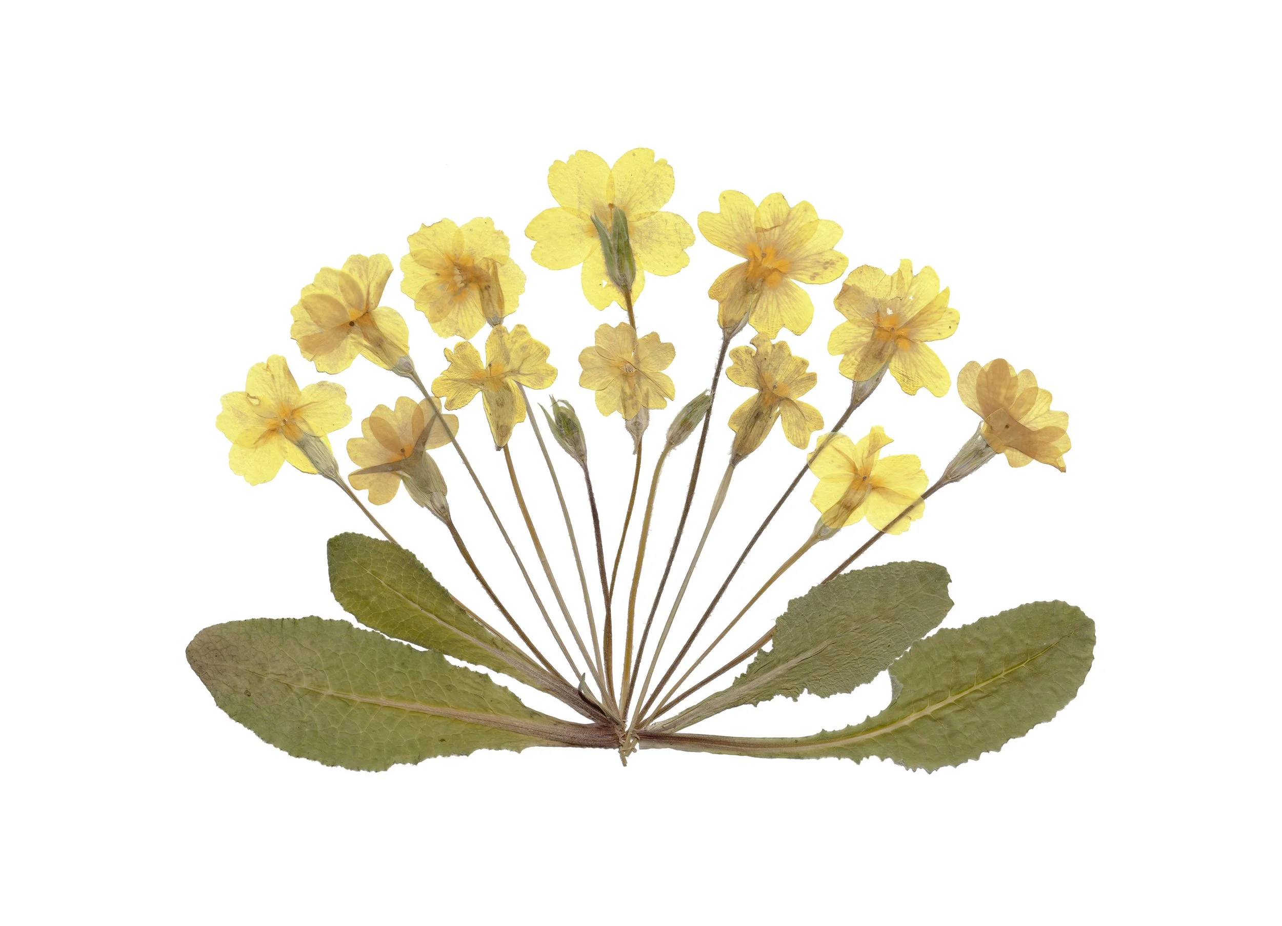 Primula vulgaris 5DSR8104.jpg