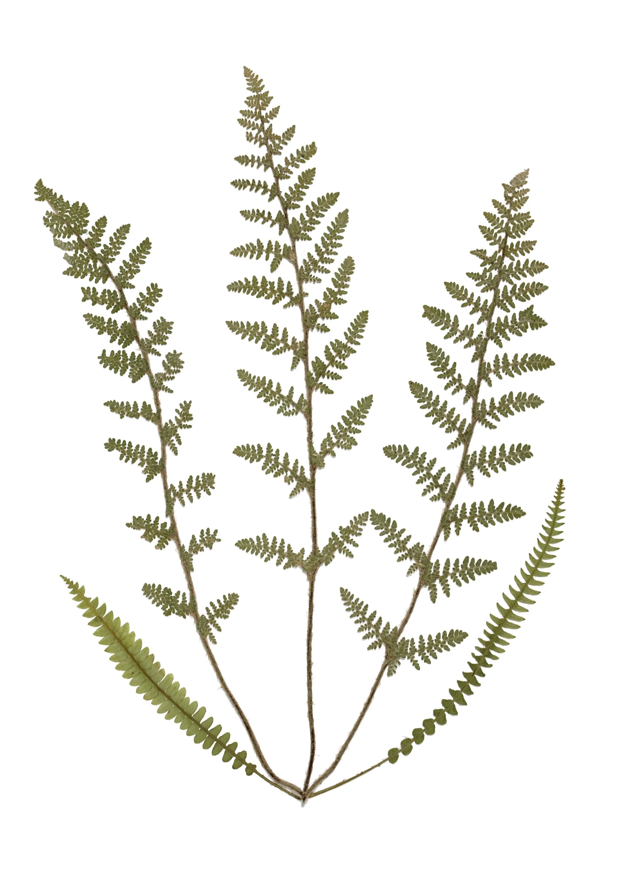 Ferns One.jpg