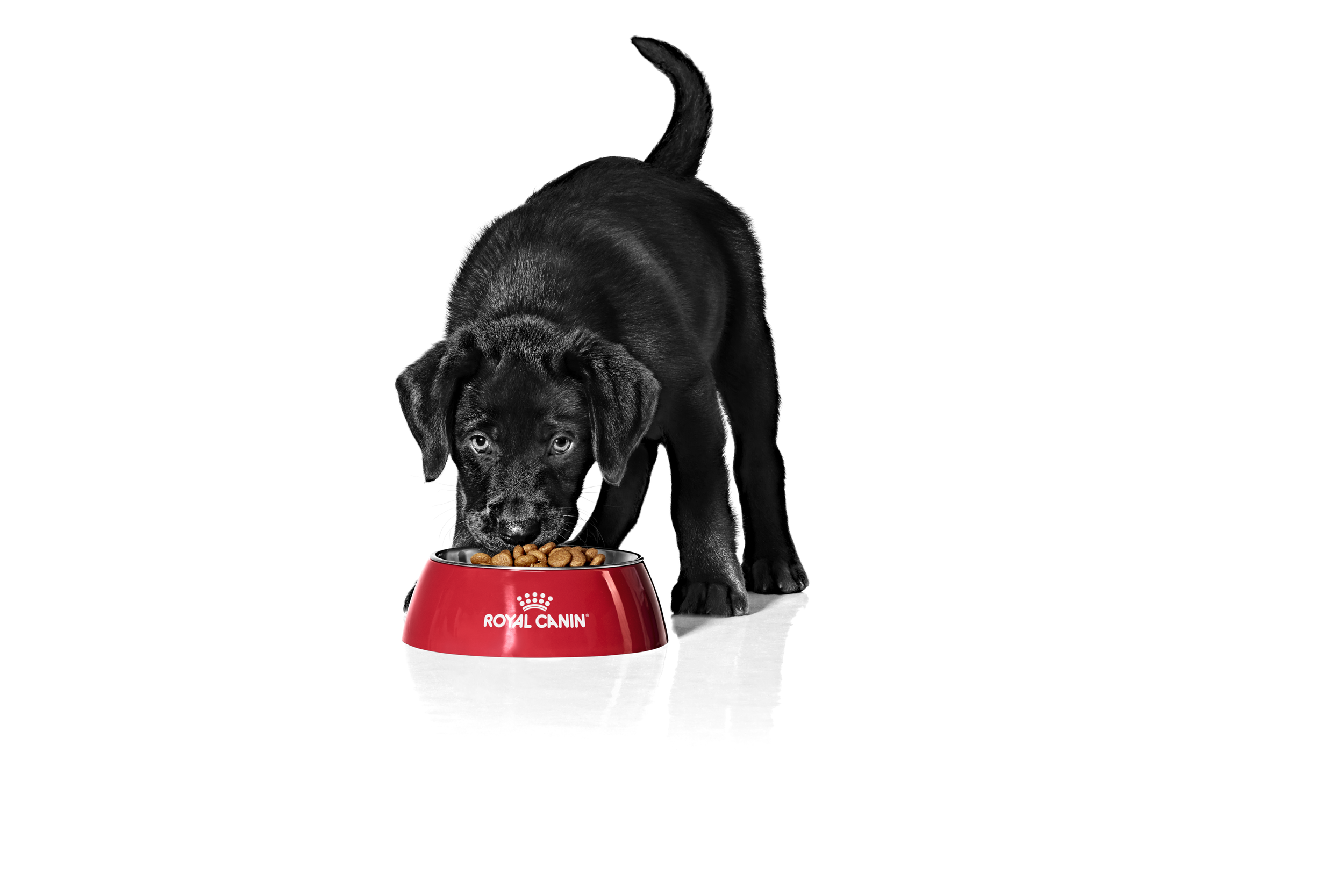 LABRADOR_PUPPY_-_START_OF_LIFE_EMBLEMATIC_High_Res.___Print.png