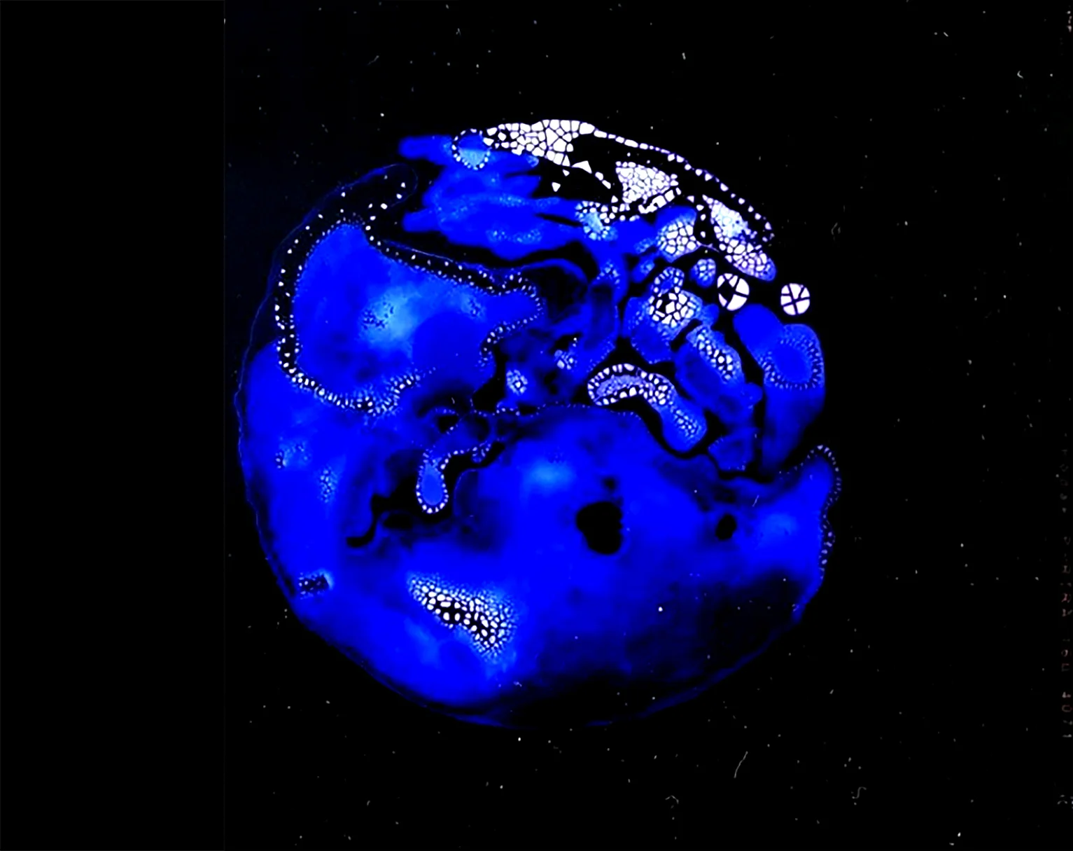Indigo.jpg