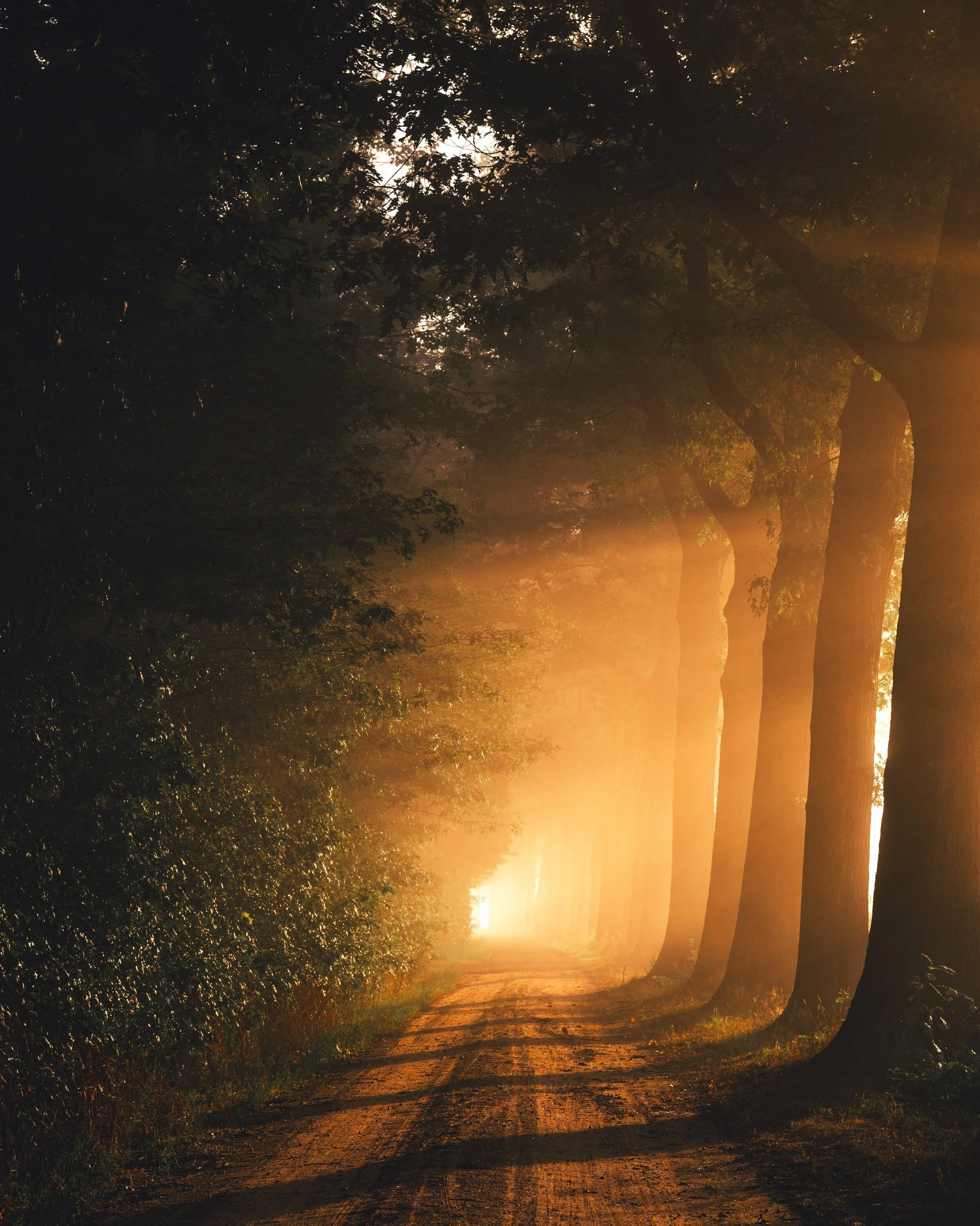 Witness to the light