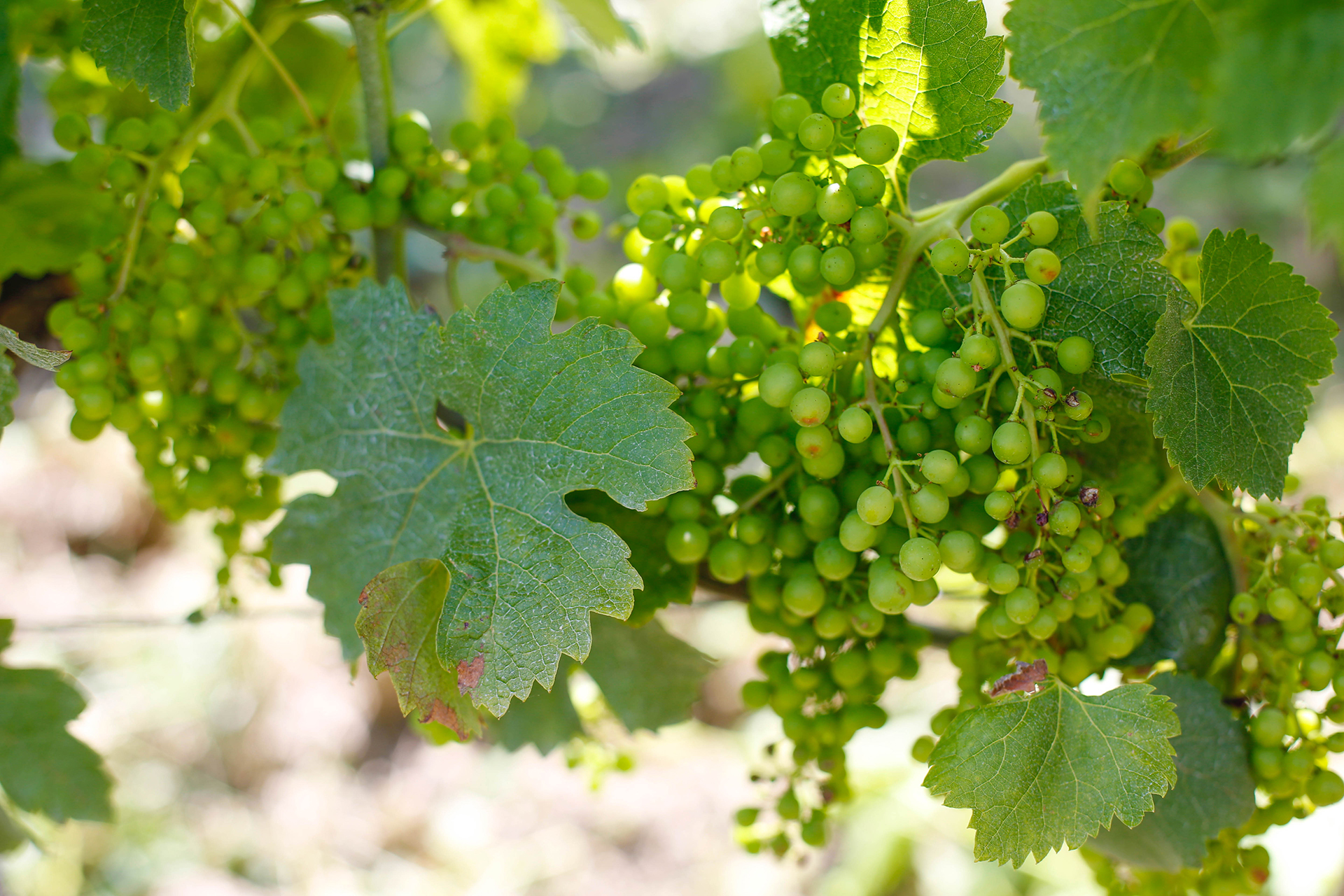 Grapes.jpg