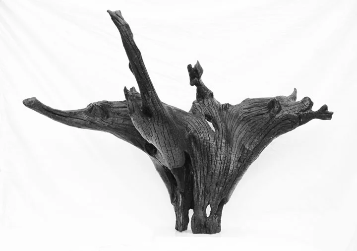 Root copy.jpg