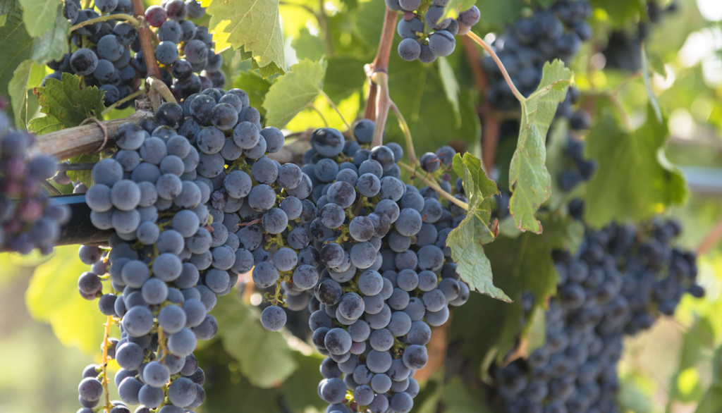 grapes-e1509073824483-1024x586.png