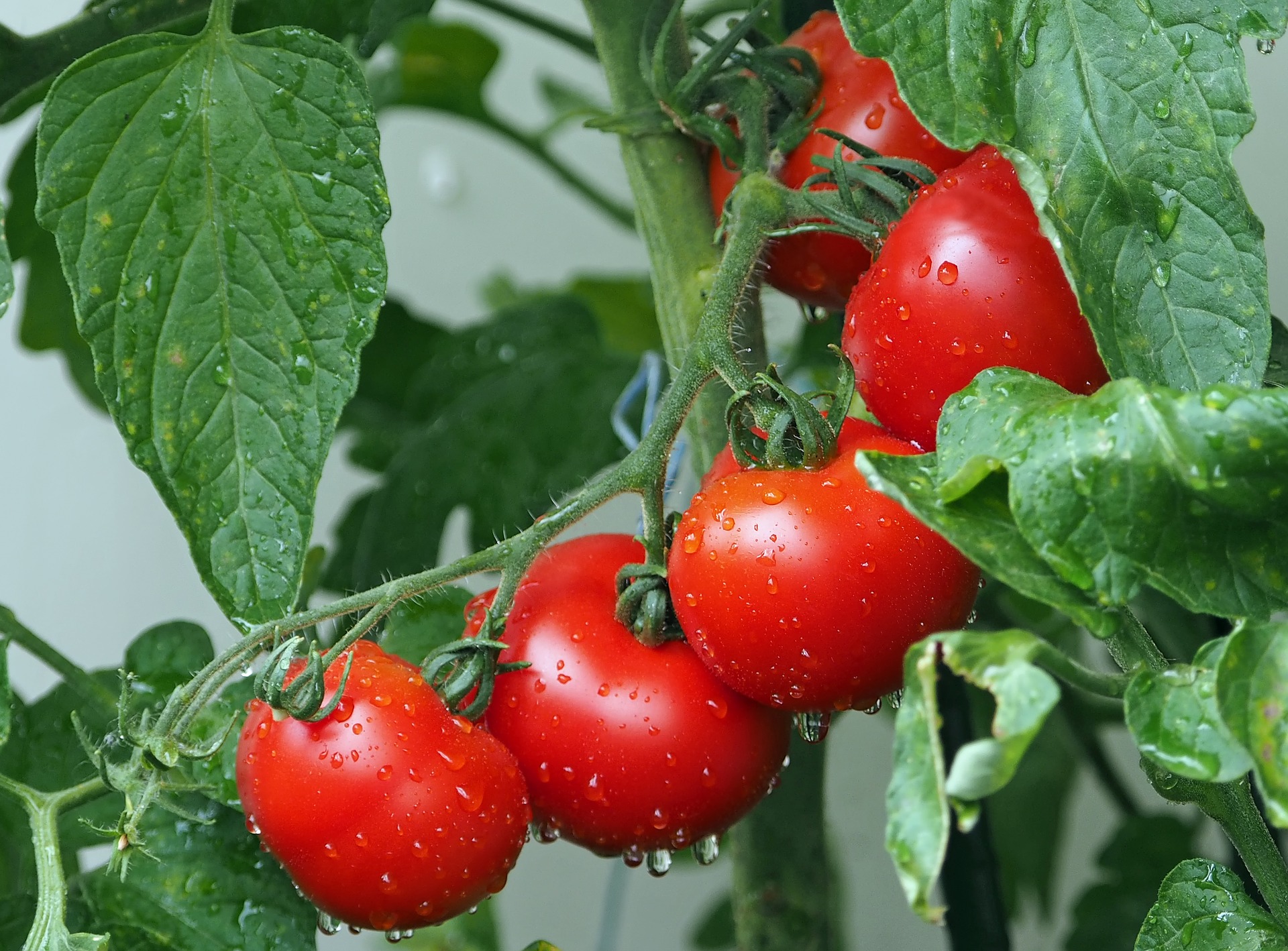 tomatoes-1561565_1920 (1).jpg