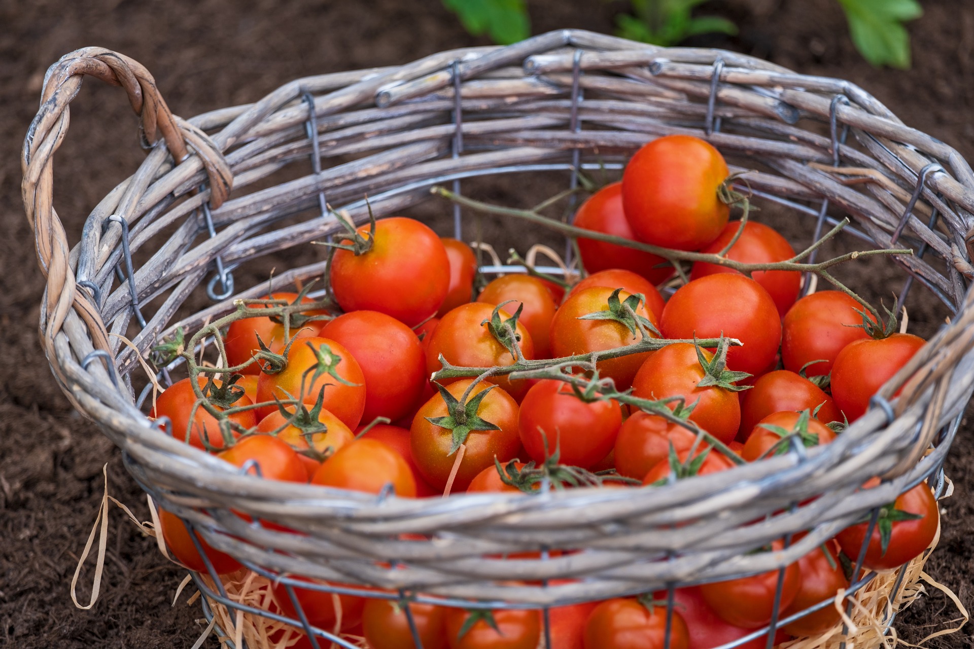 tomatoes-4180020_1920 (1).jpg