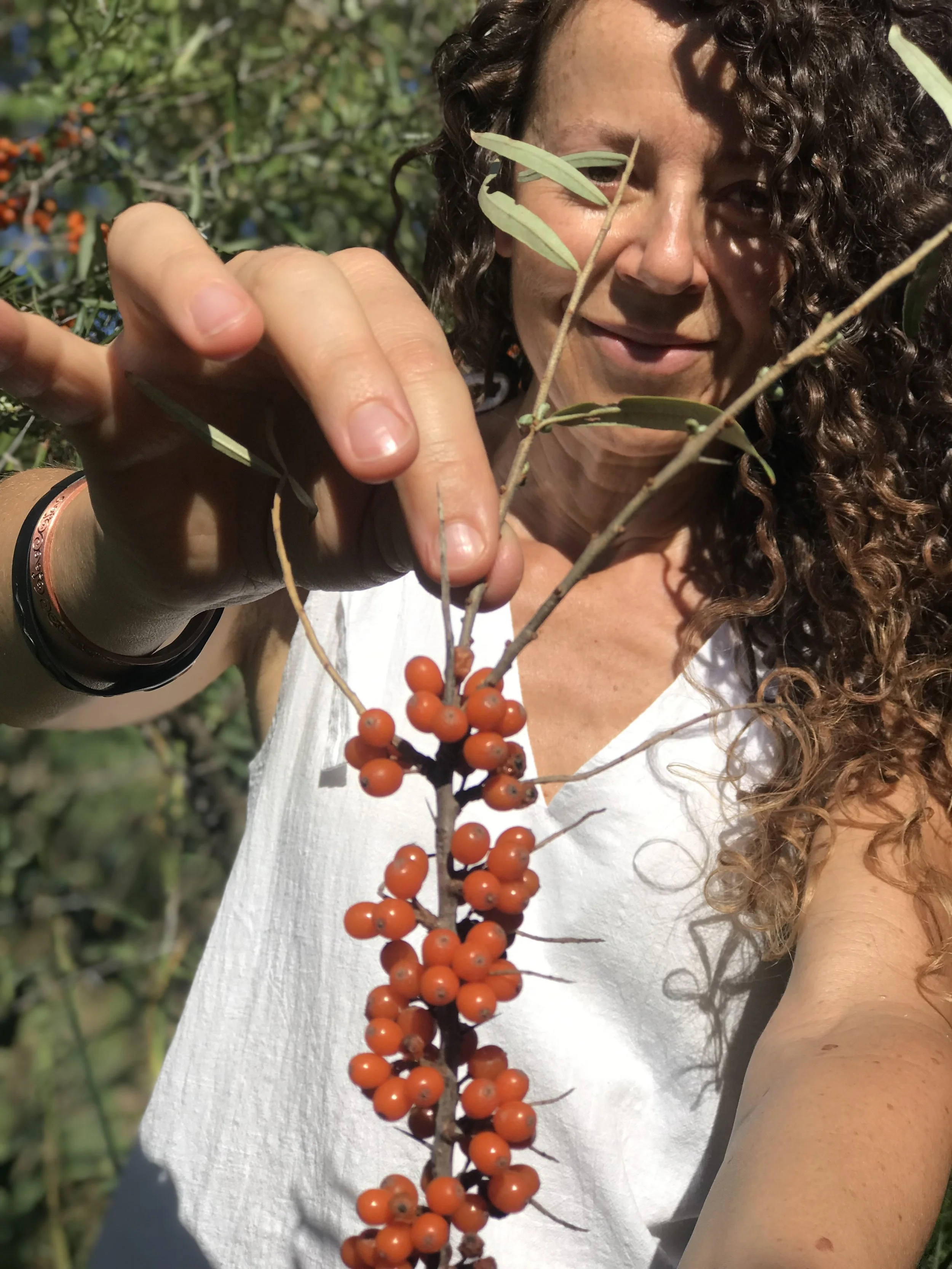 Sea Buckthorn fruit 1.jpeg