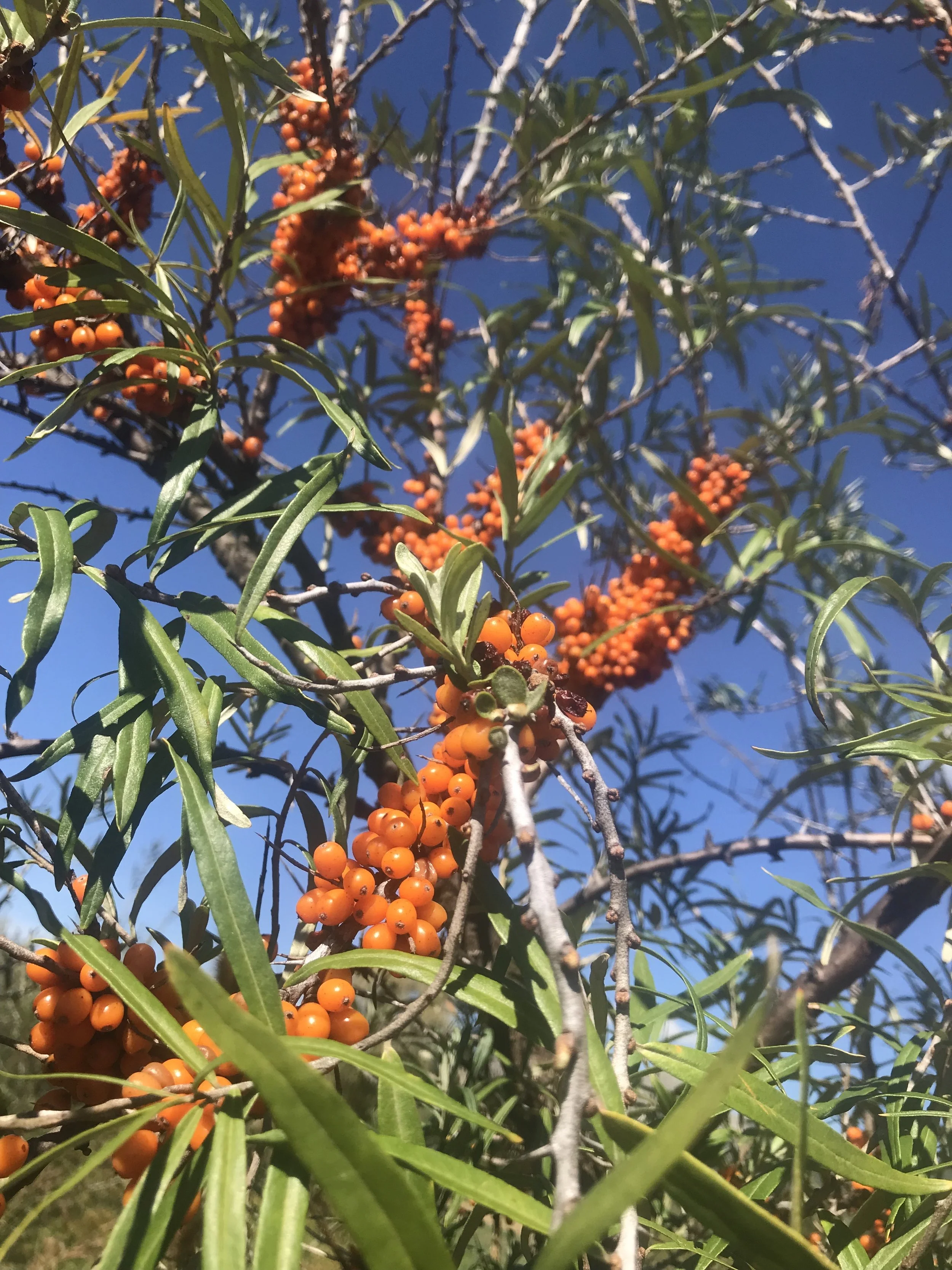 Sea Buckthorn fruit.jpeg