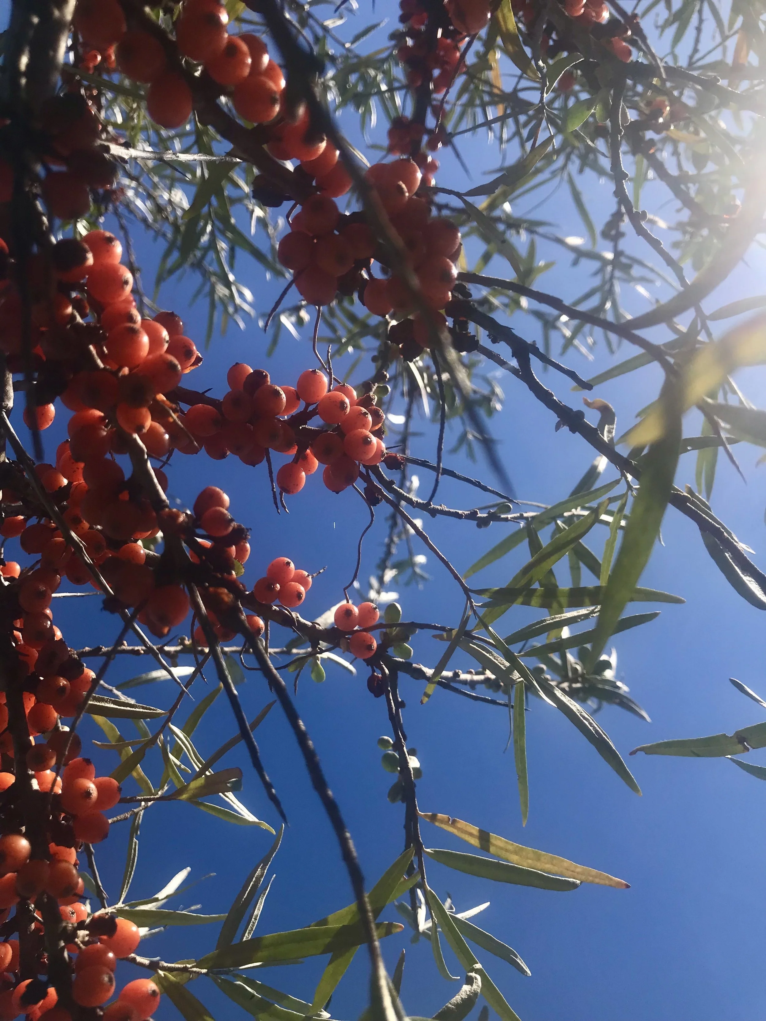 Sea Buckthorn fruit 4.jpeg