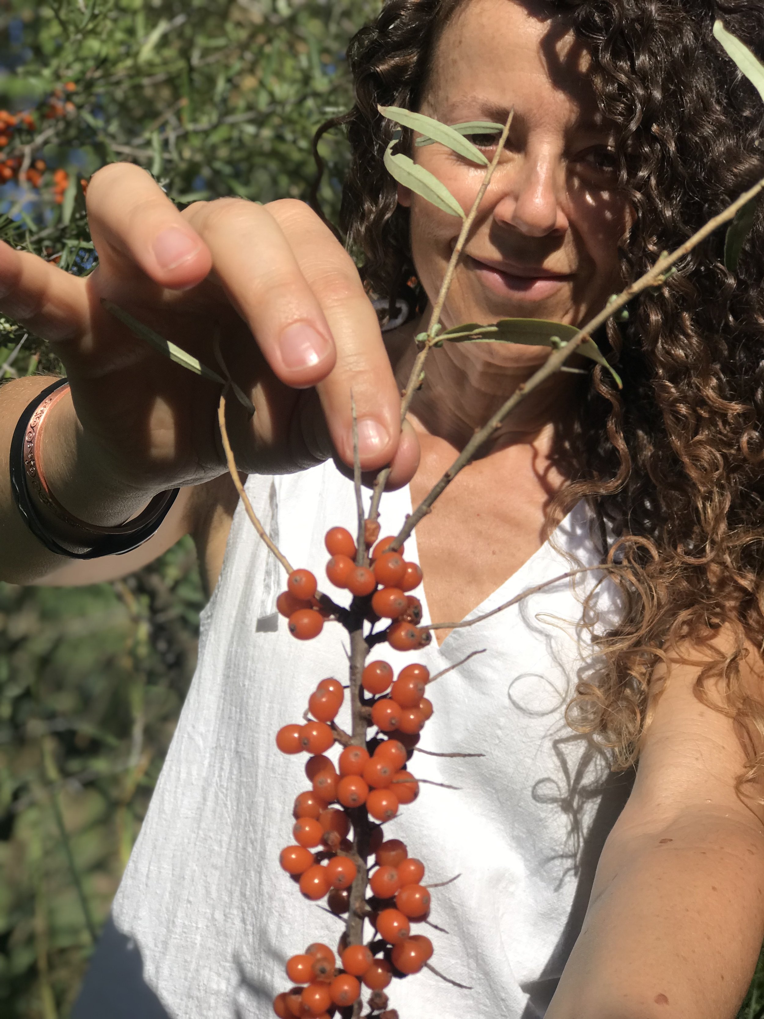 Sea Buckthorn fruit 1.jpeg