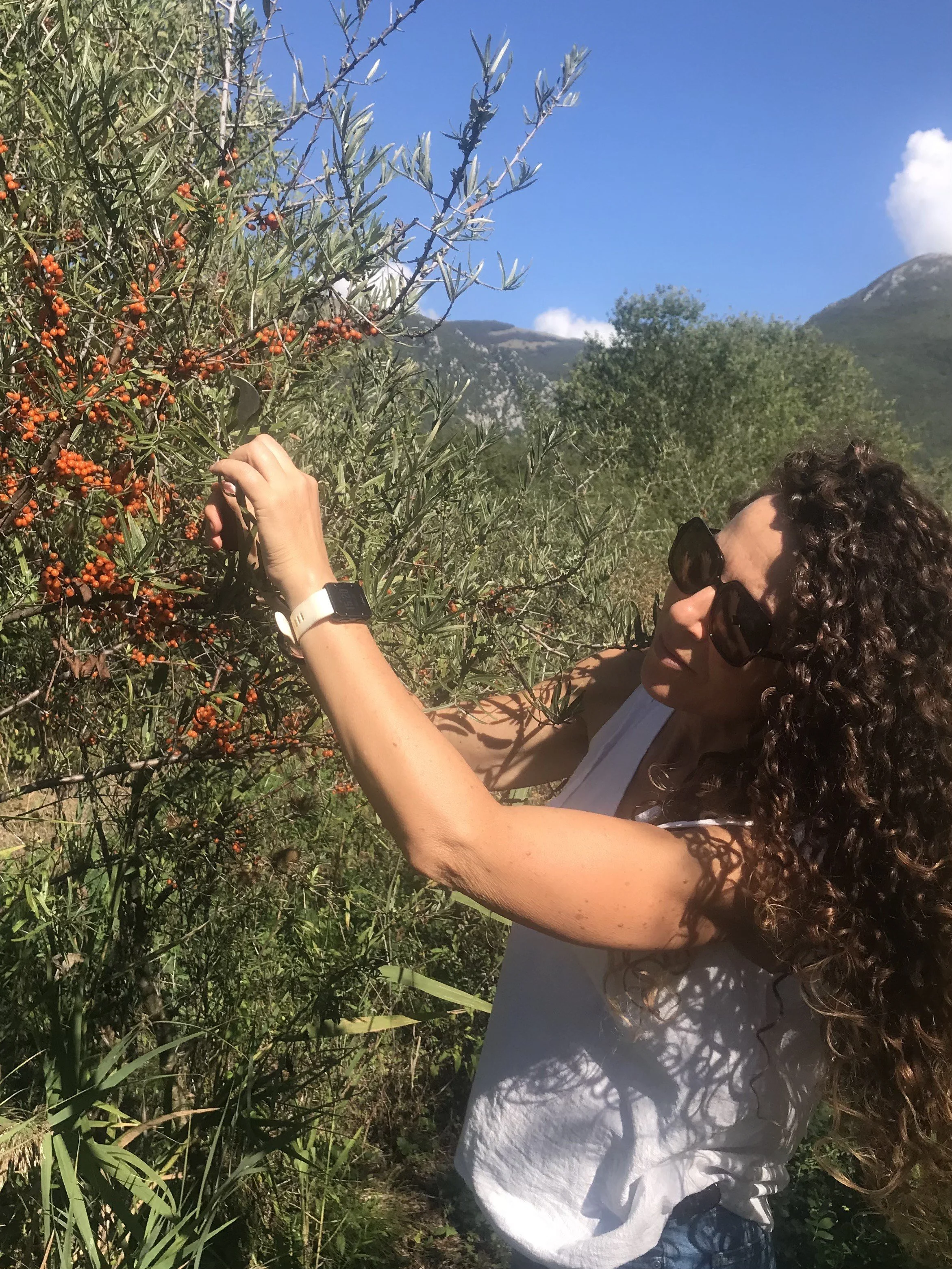Sea Buckthorn Fruit Collection