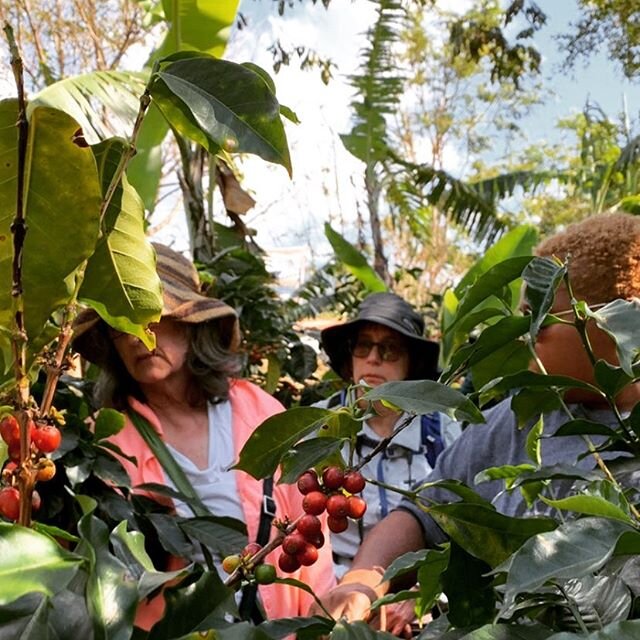 In the #coffee fields: kicking off our time with @green_communities_official 
#sustainablecoffee #familybusiness #LosSantos #santamariadedota #costarica