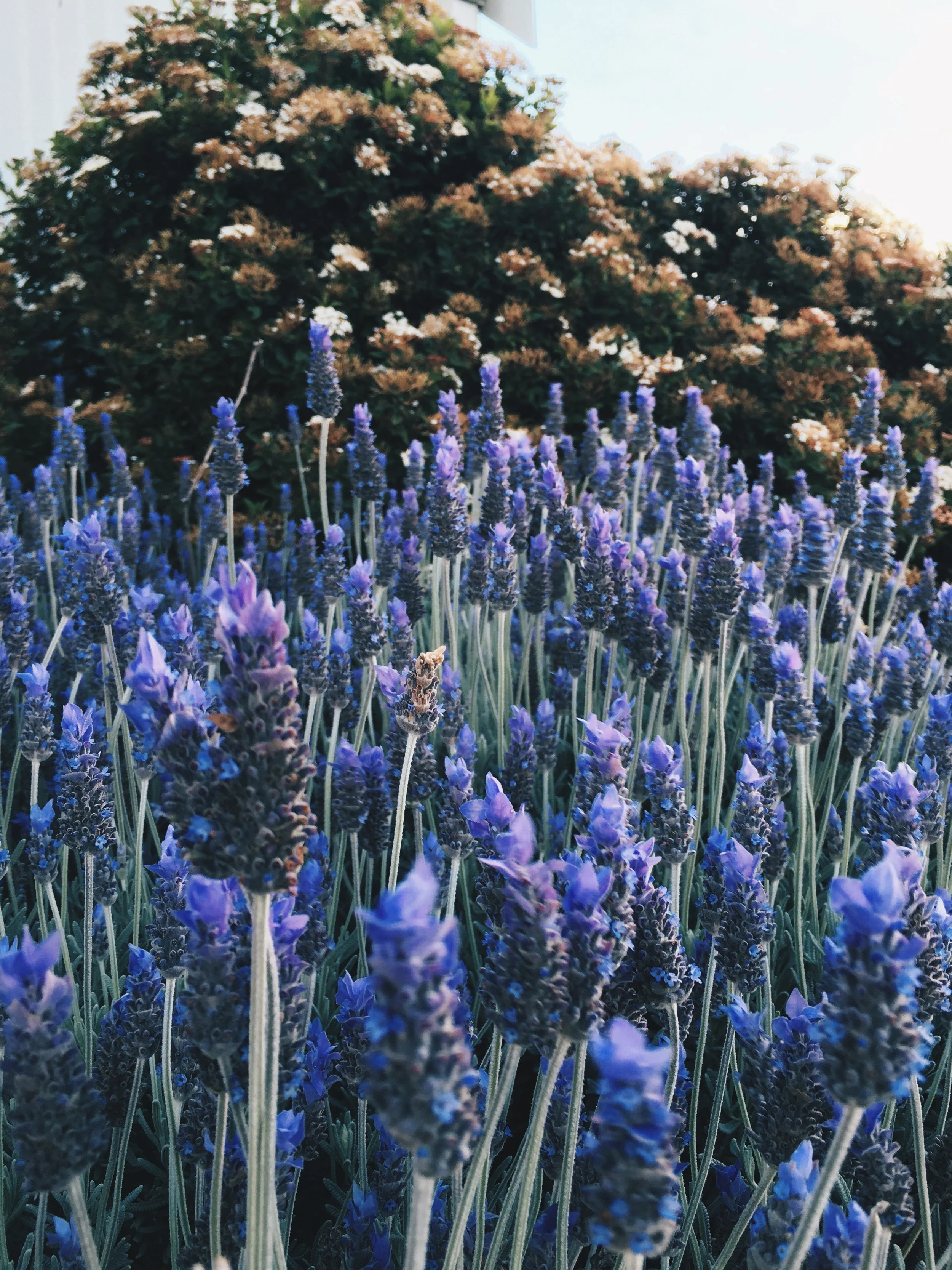 What to do and see in Hunter Valley