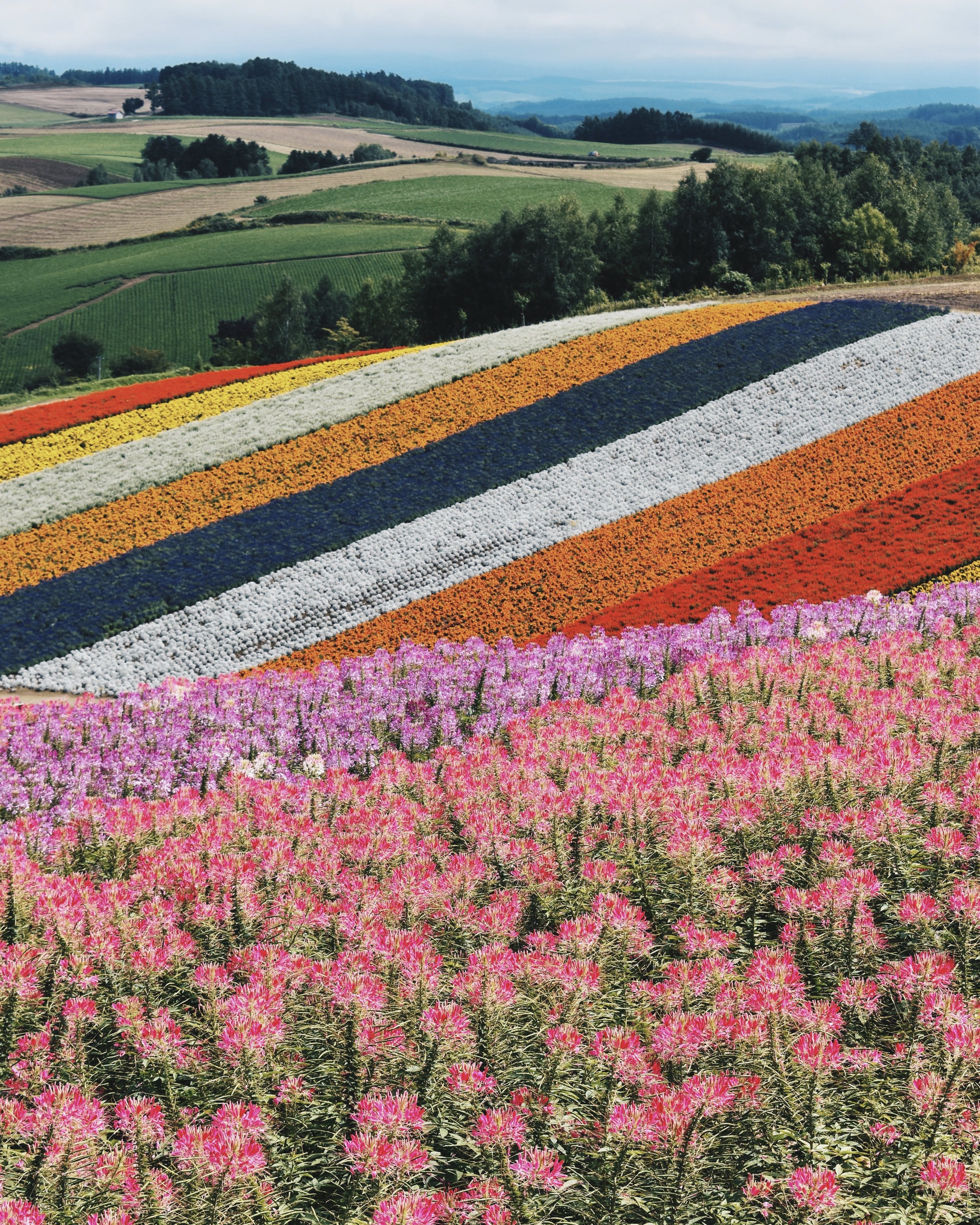 A Complete Self-Drive Itinerary to Hokkaido | Summer Edition