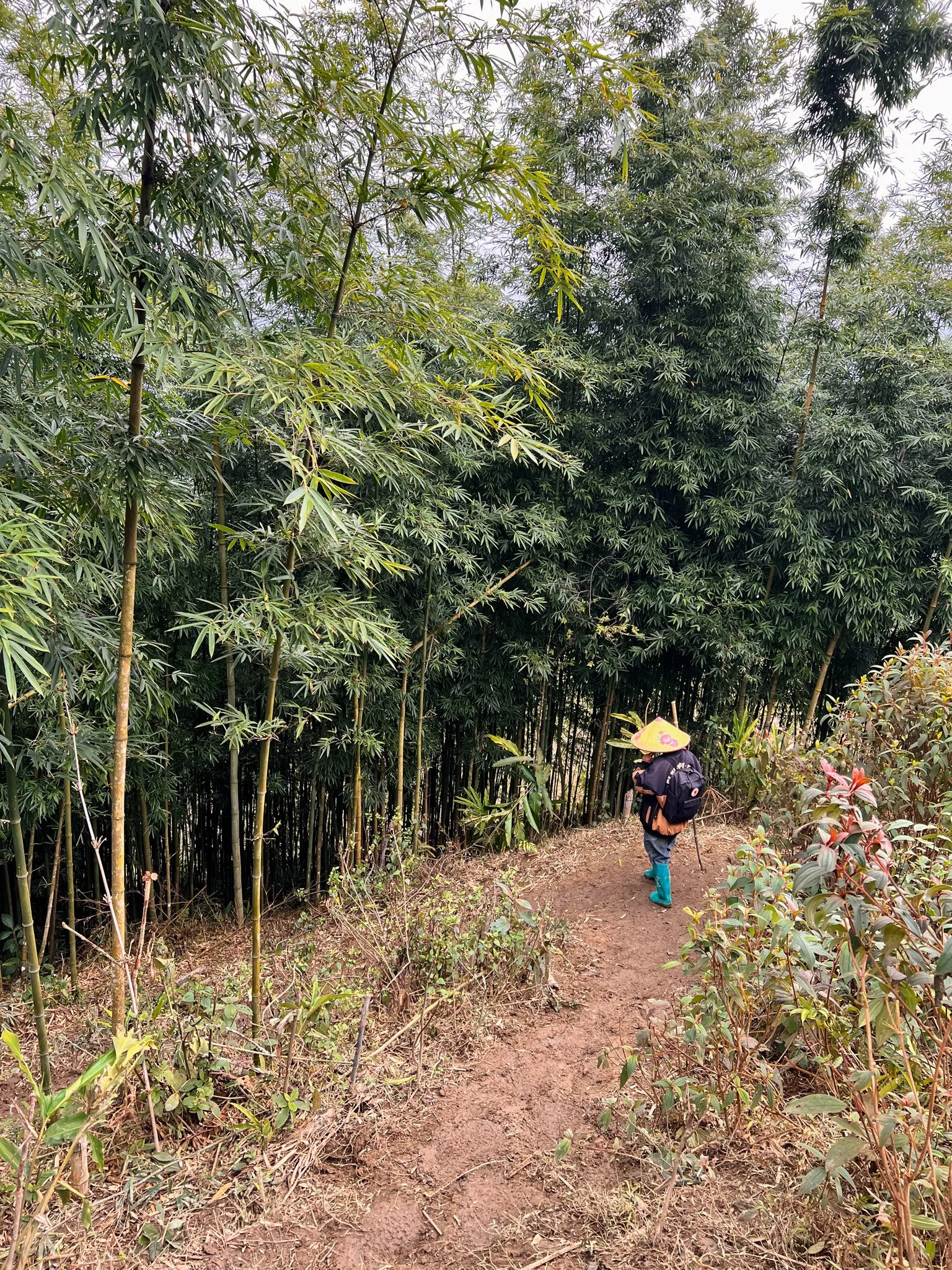 Trekking in vietnam 2025