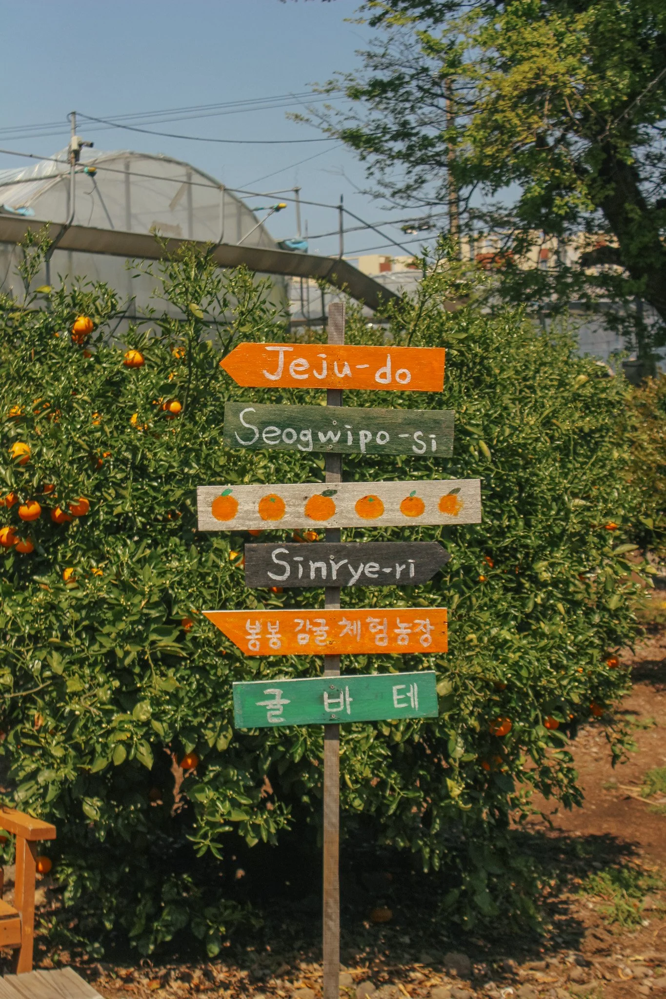 further than seoul - exploring Jeju island in South Korea