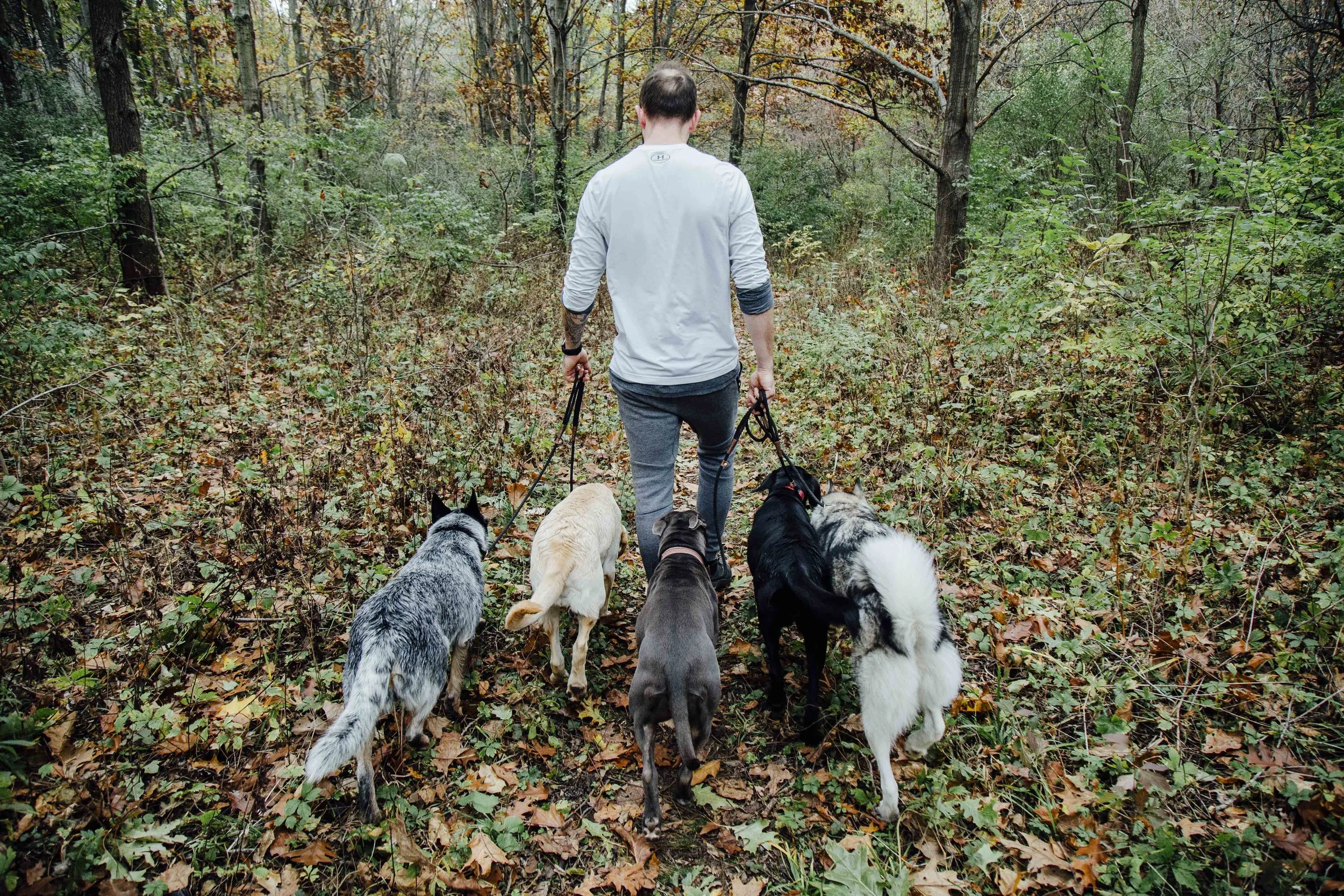 Boond Dogs Photos — Bounding Hound
