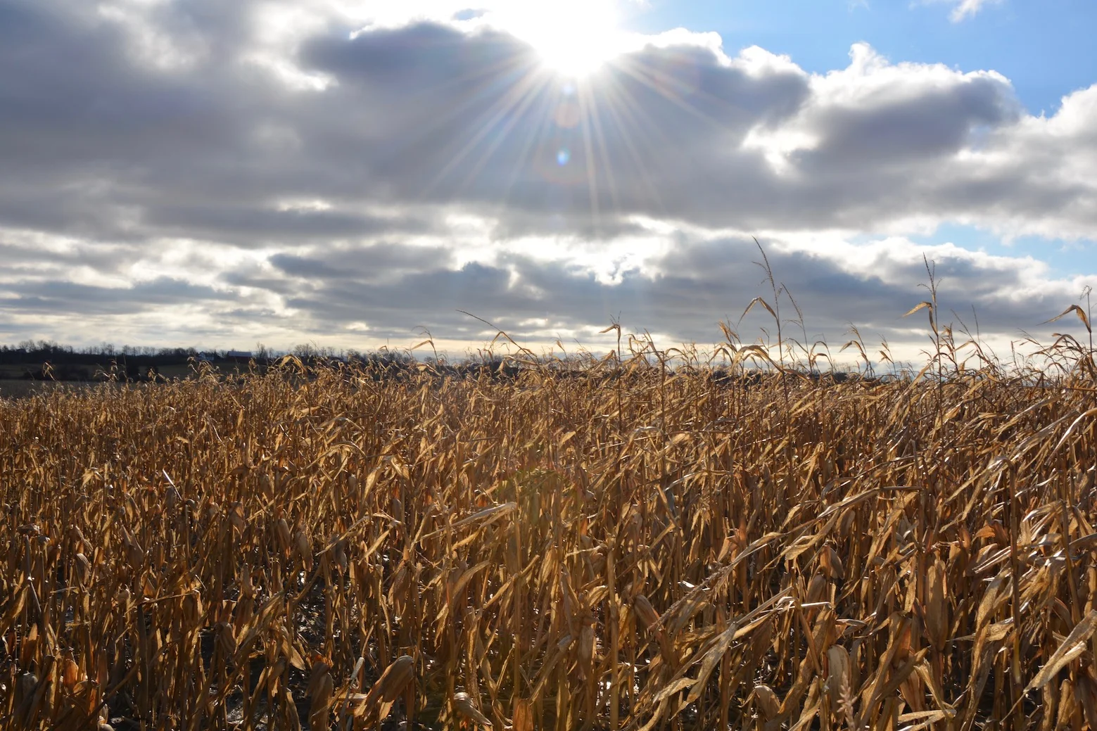 Winter Corn