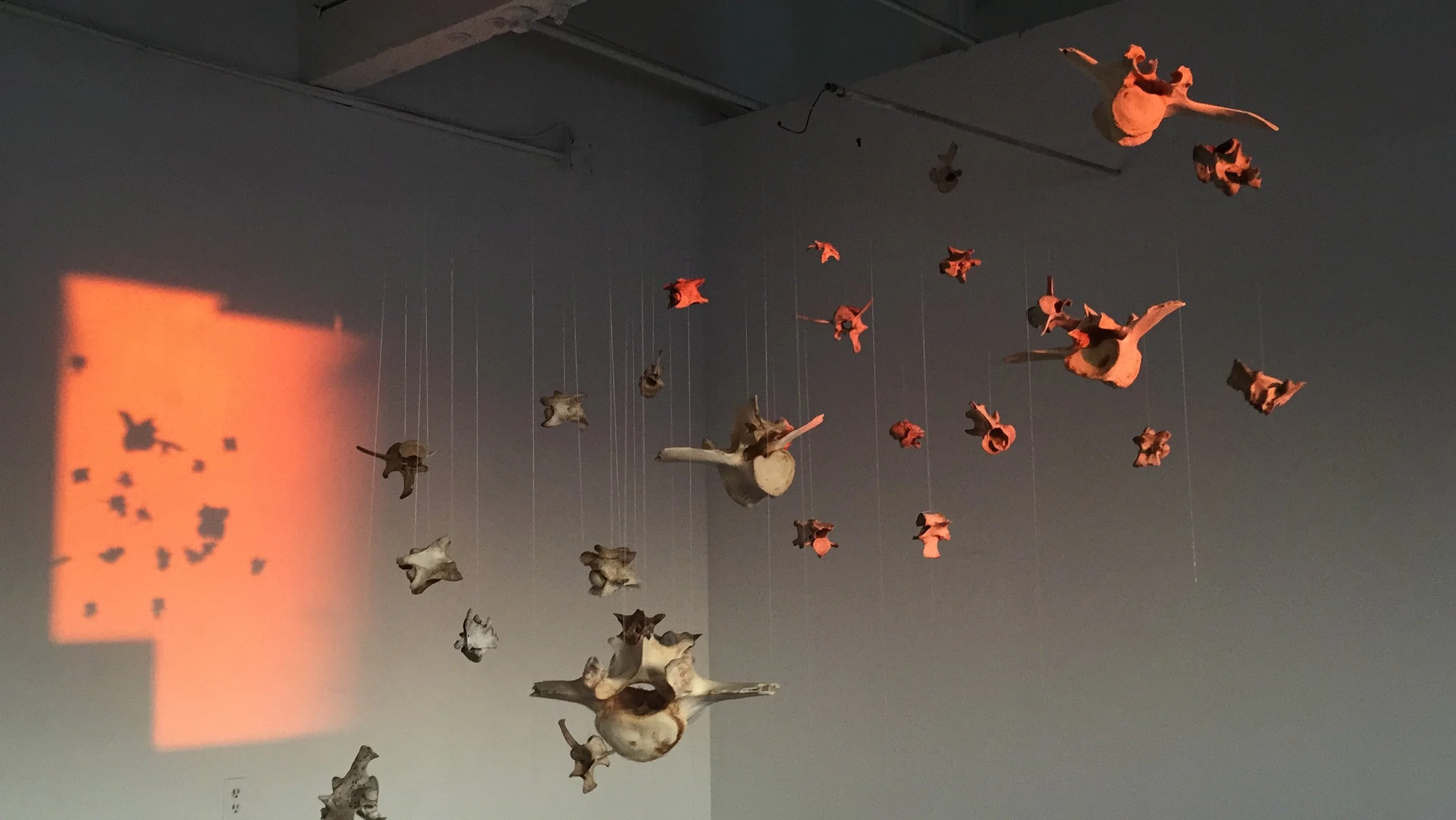 'Fleet', animal bones, driftwood.JPG (2).JPG