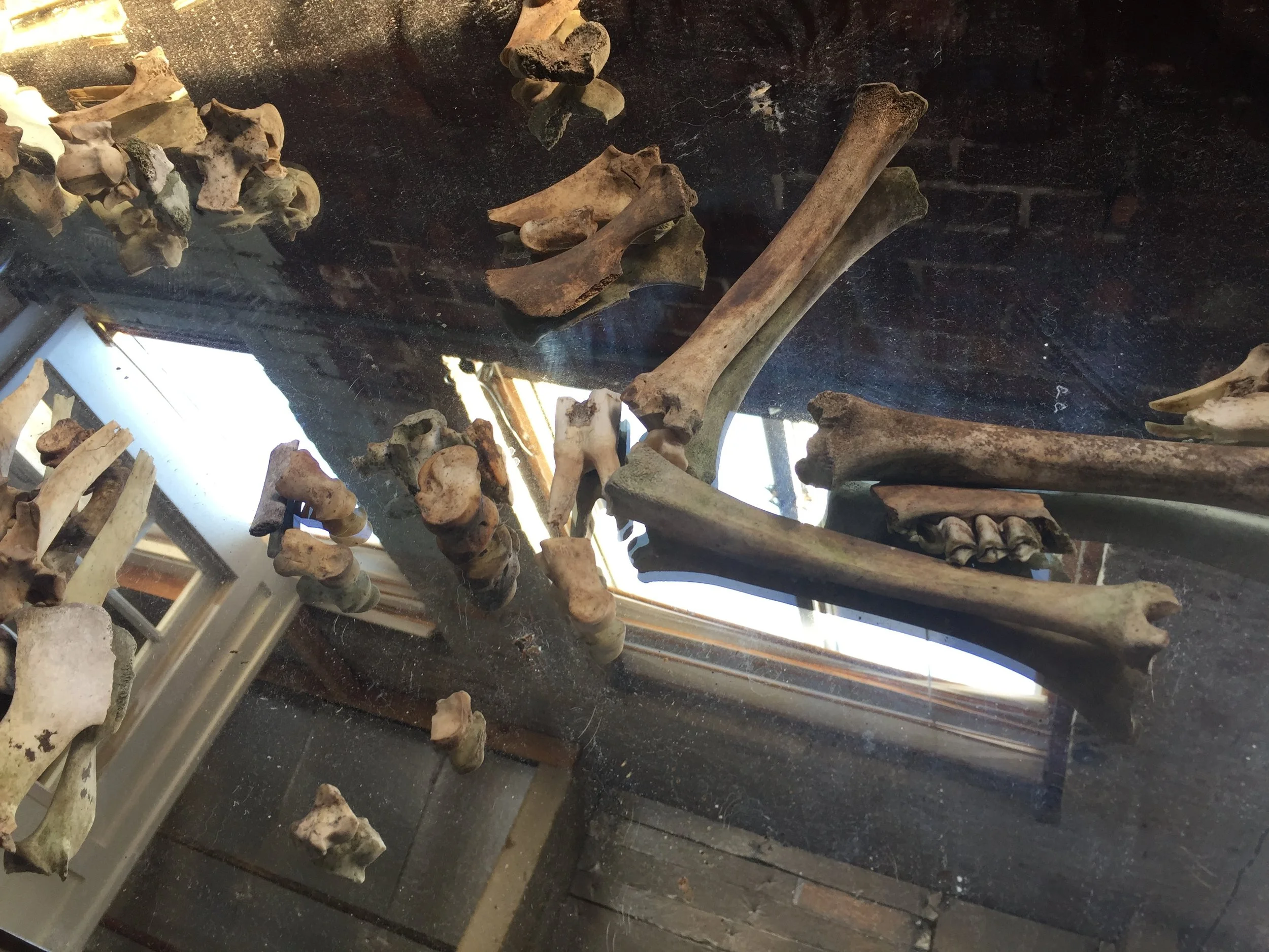 'Reform', 2017, 4x4', animal bones, mirror.JPG