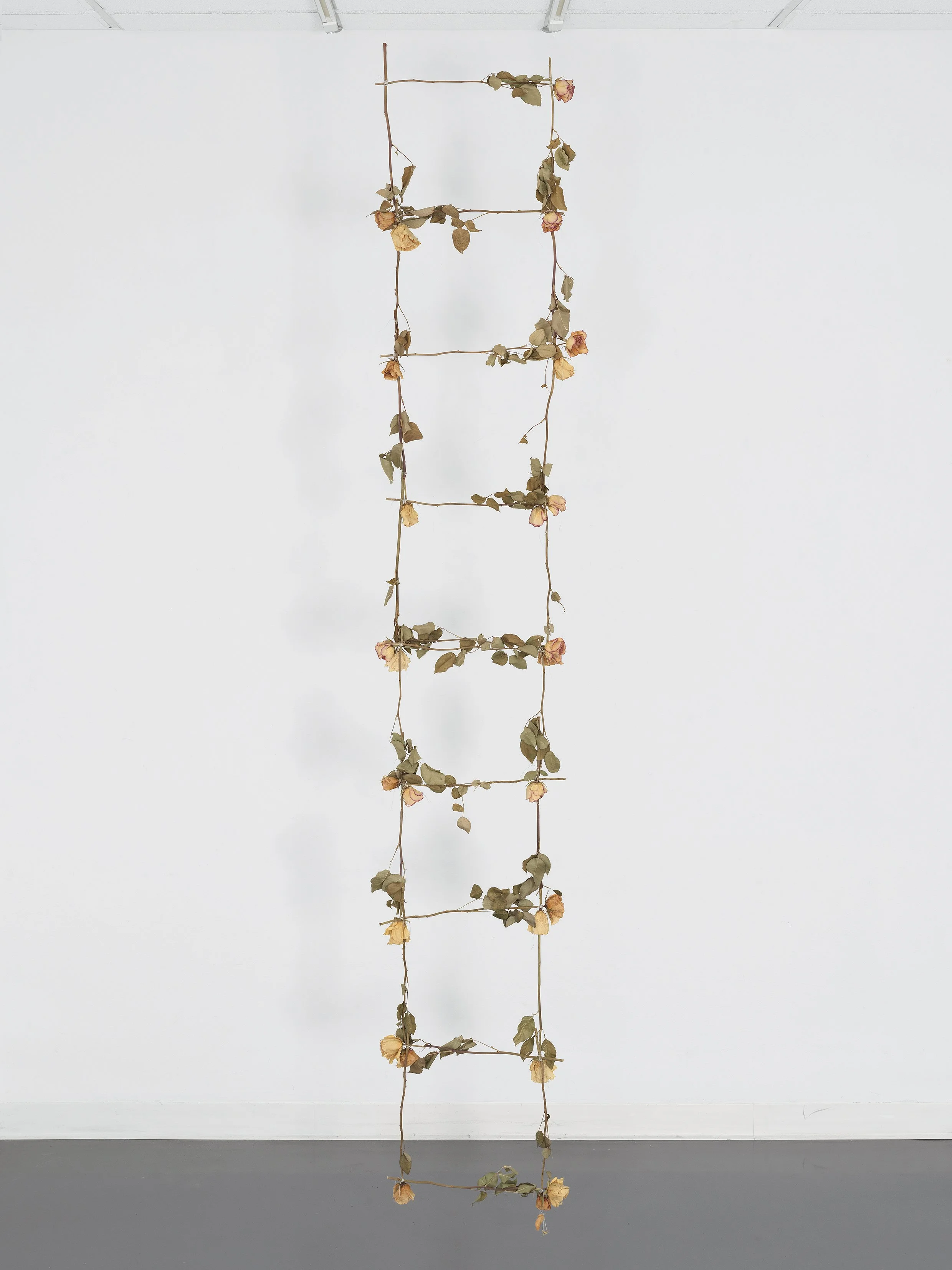 Rose Ladder (ode to ocean vuong's fire escape and jacob's ladder), 2022