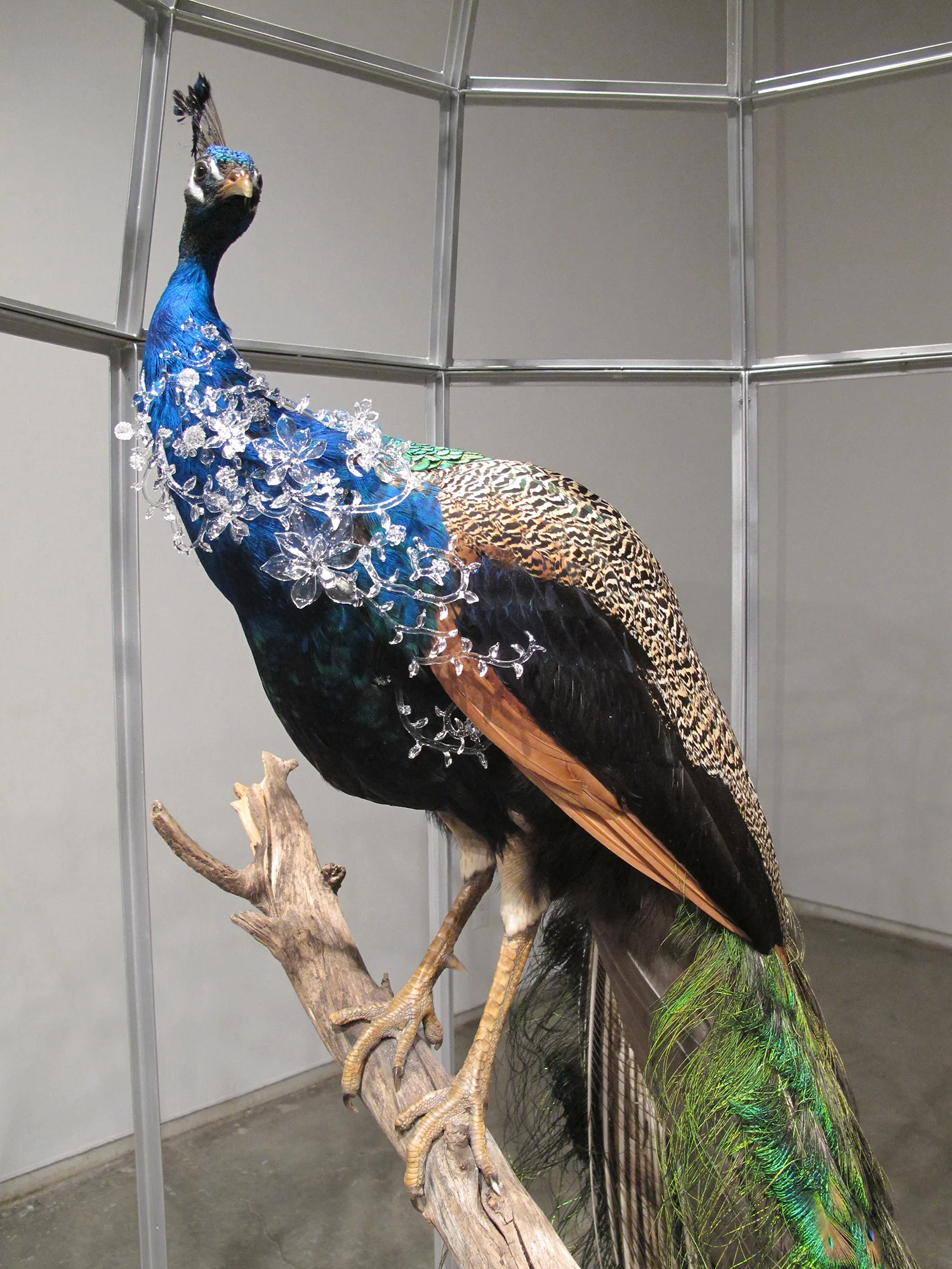 peacock-4.jpg
