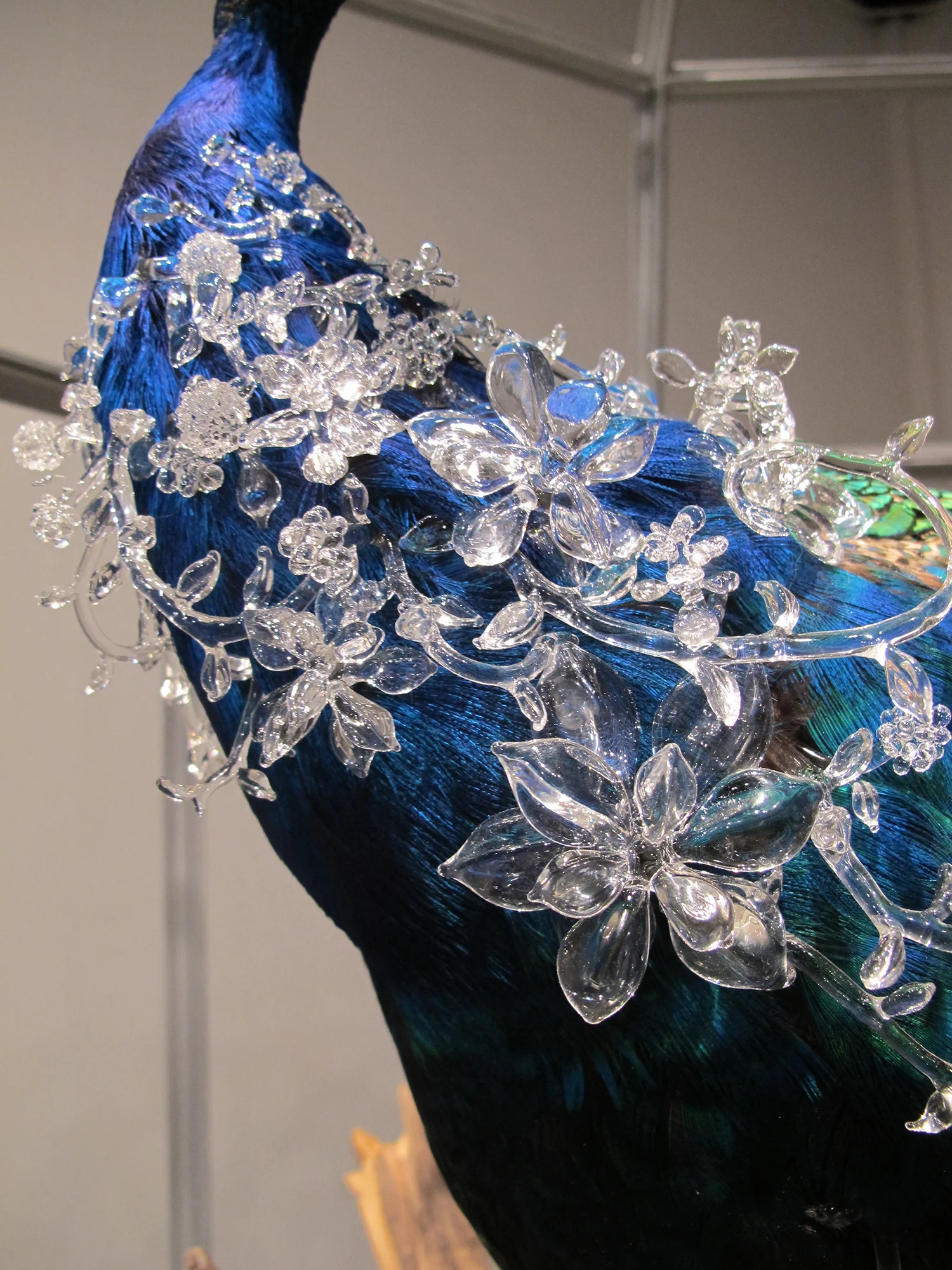 peacock-5.jpg