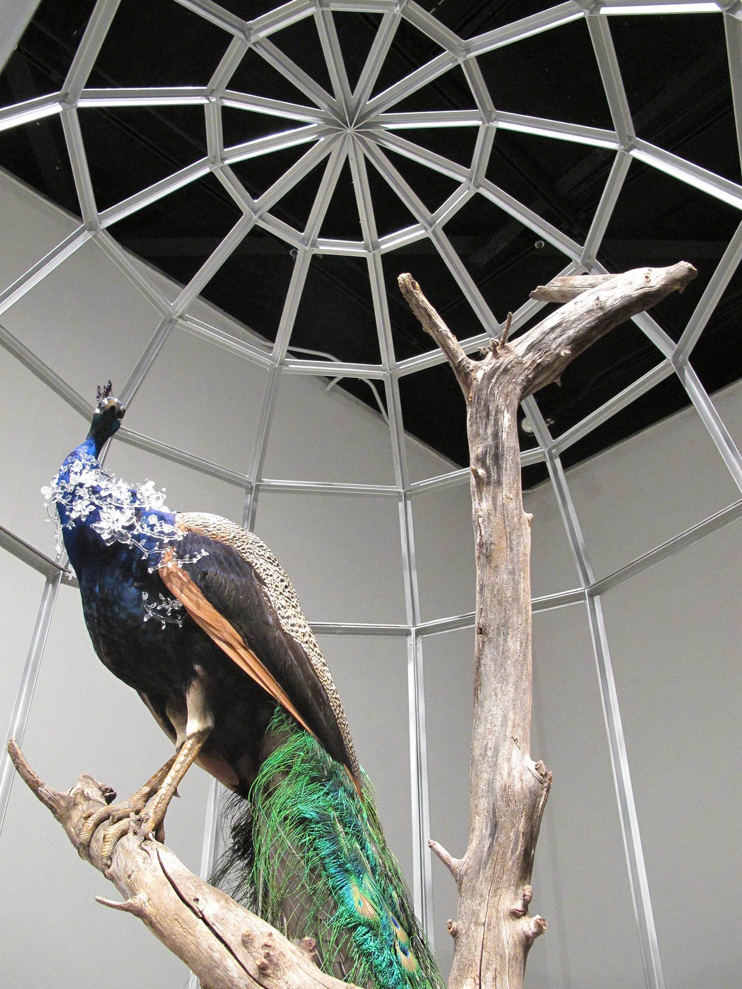 peacock-9.jpg
