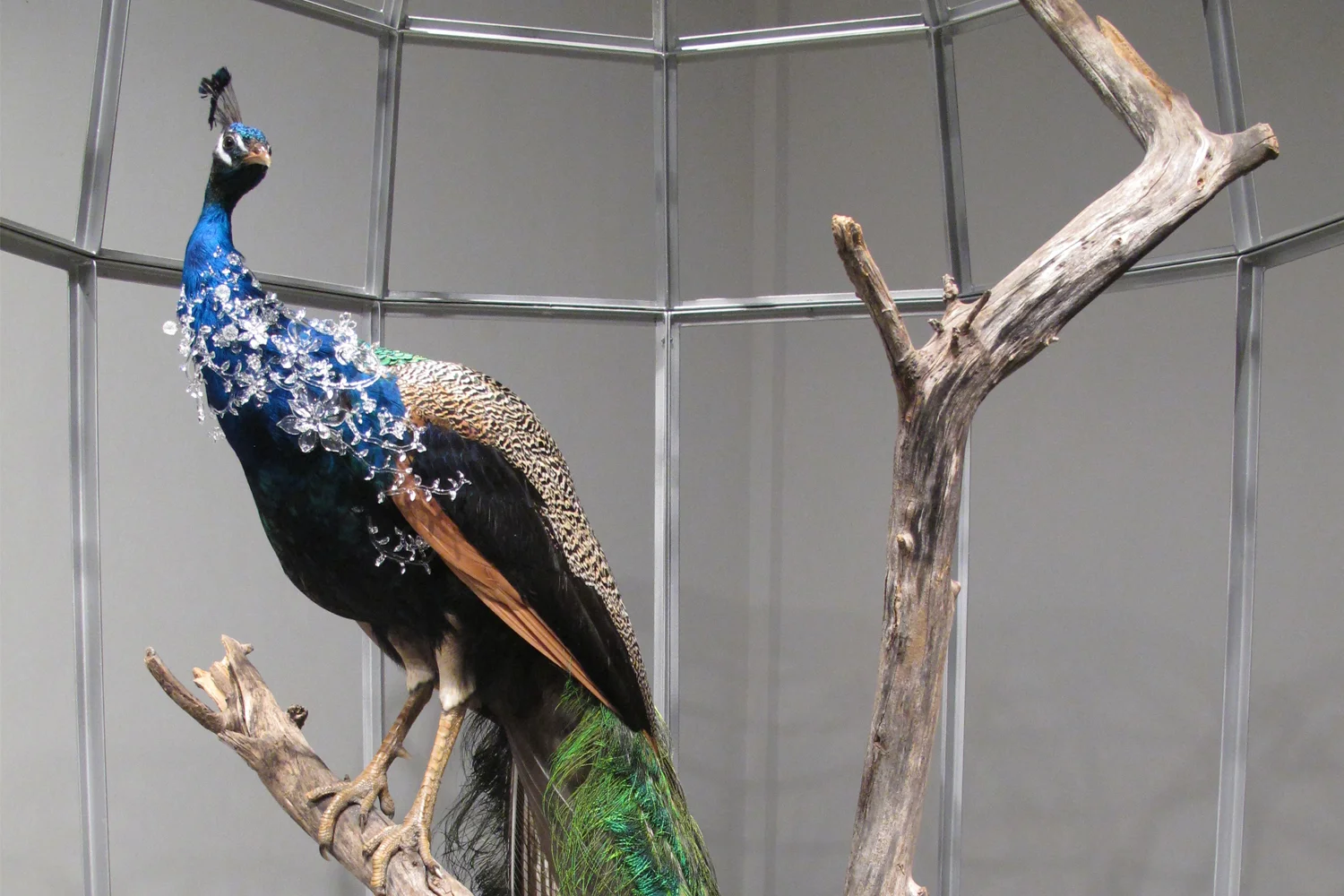 peacock-14.jpg