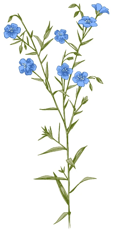 flax with blooms.jpg