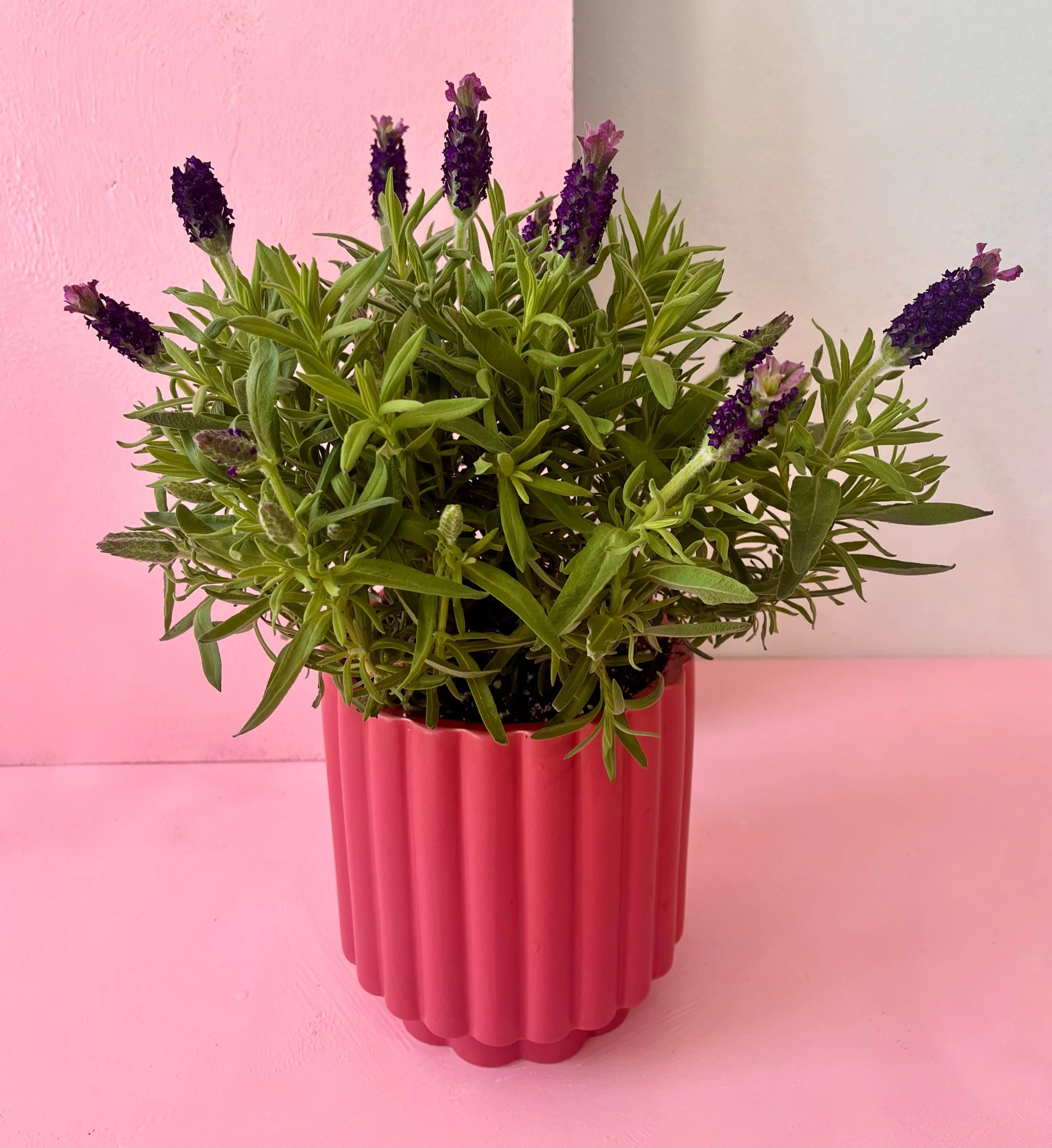 THE LAVENDER • Plant