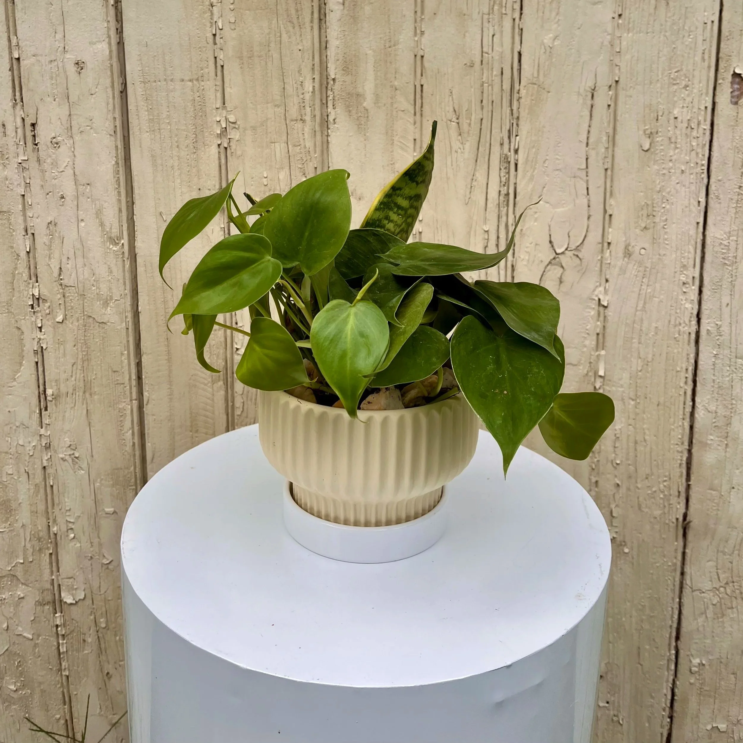 THE GARDEN PLANTER • Petite