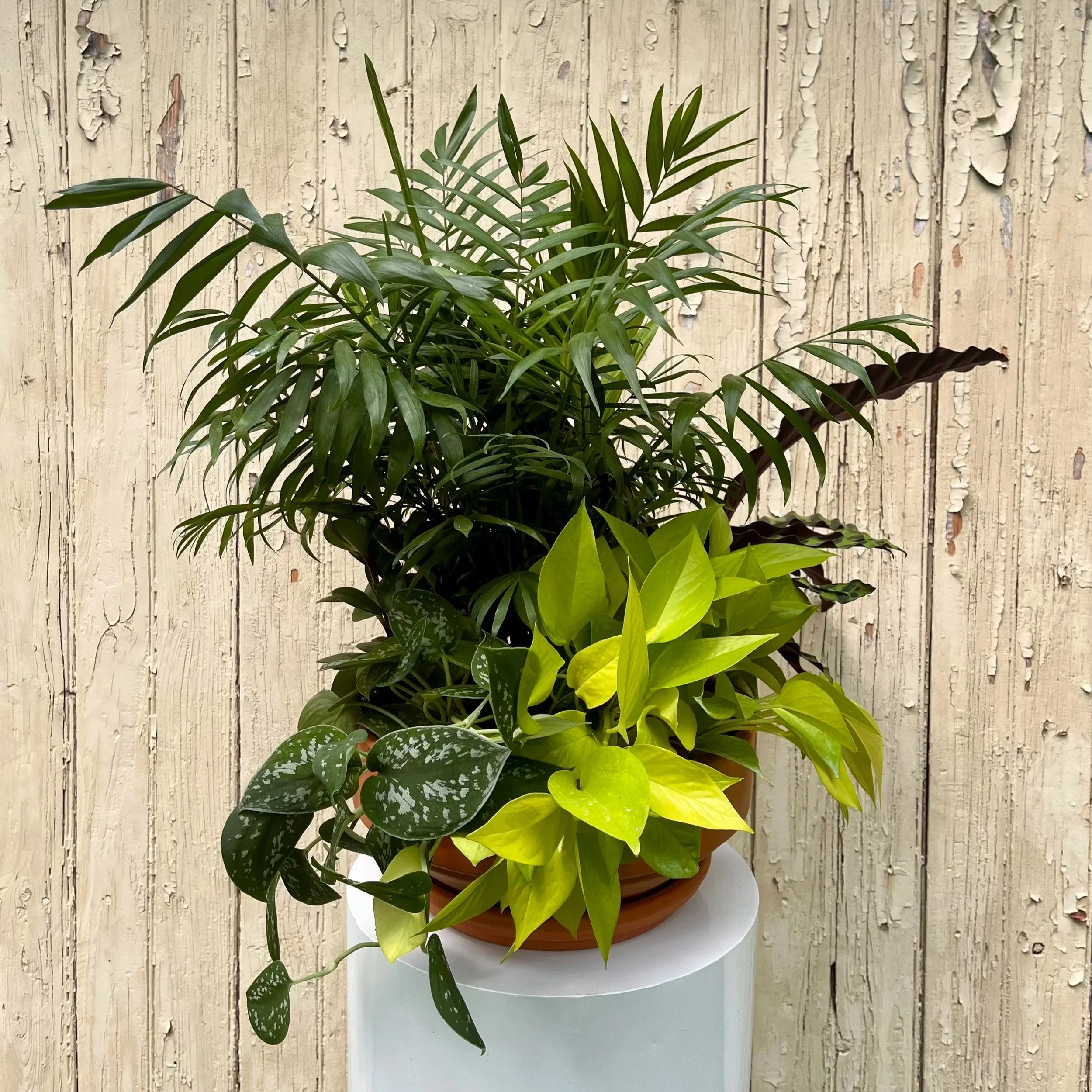 THE TERRACOTTA PLANTER • XL