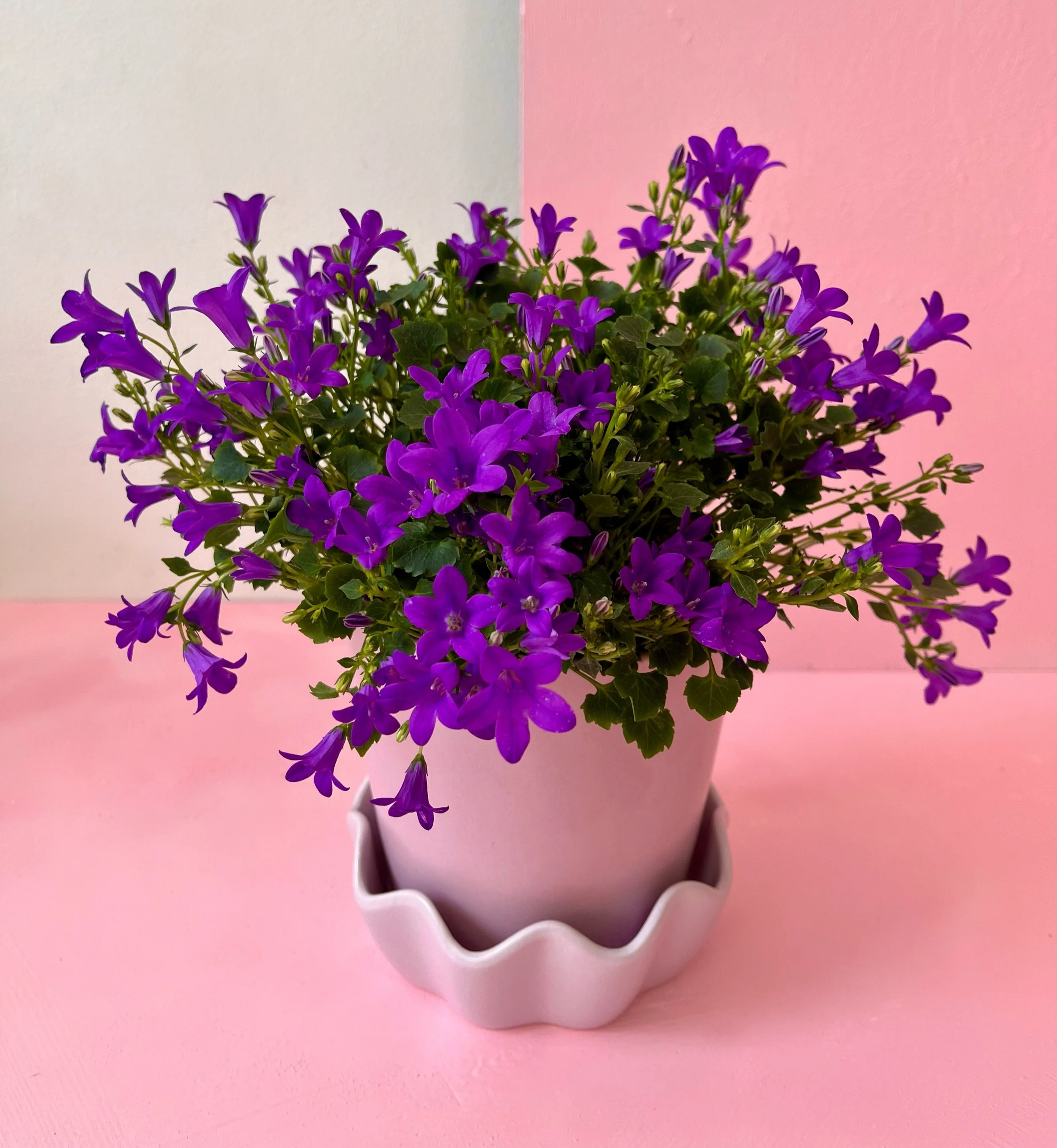 THE CAMPANULA • Plant