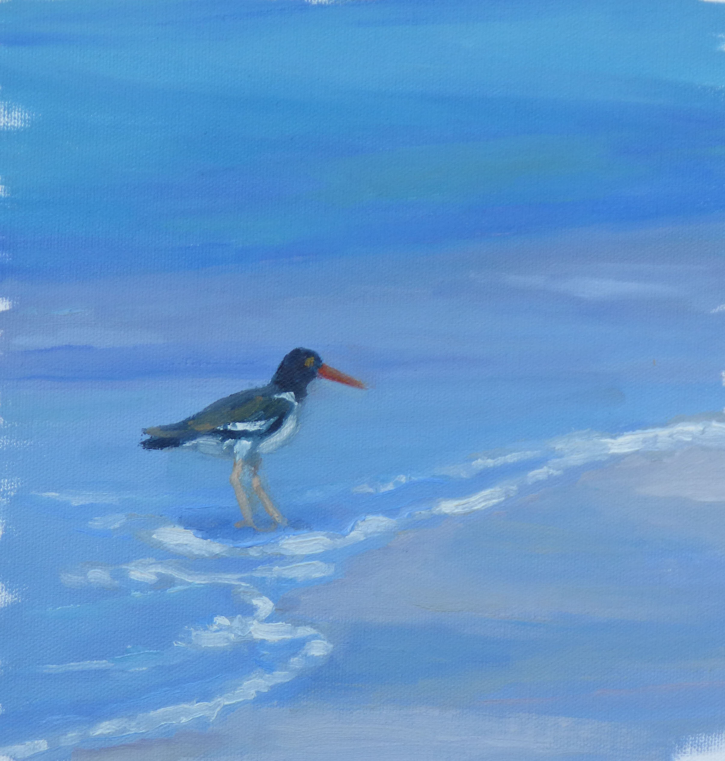 Oystercatcher at Honeymoon Island State Park