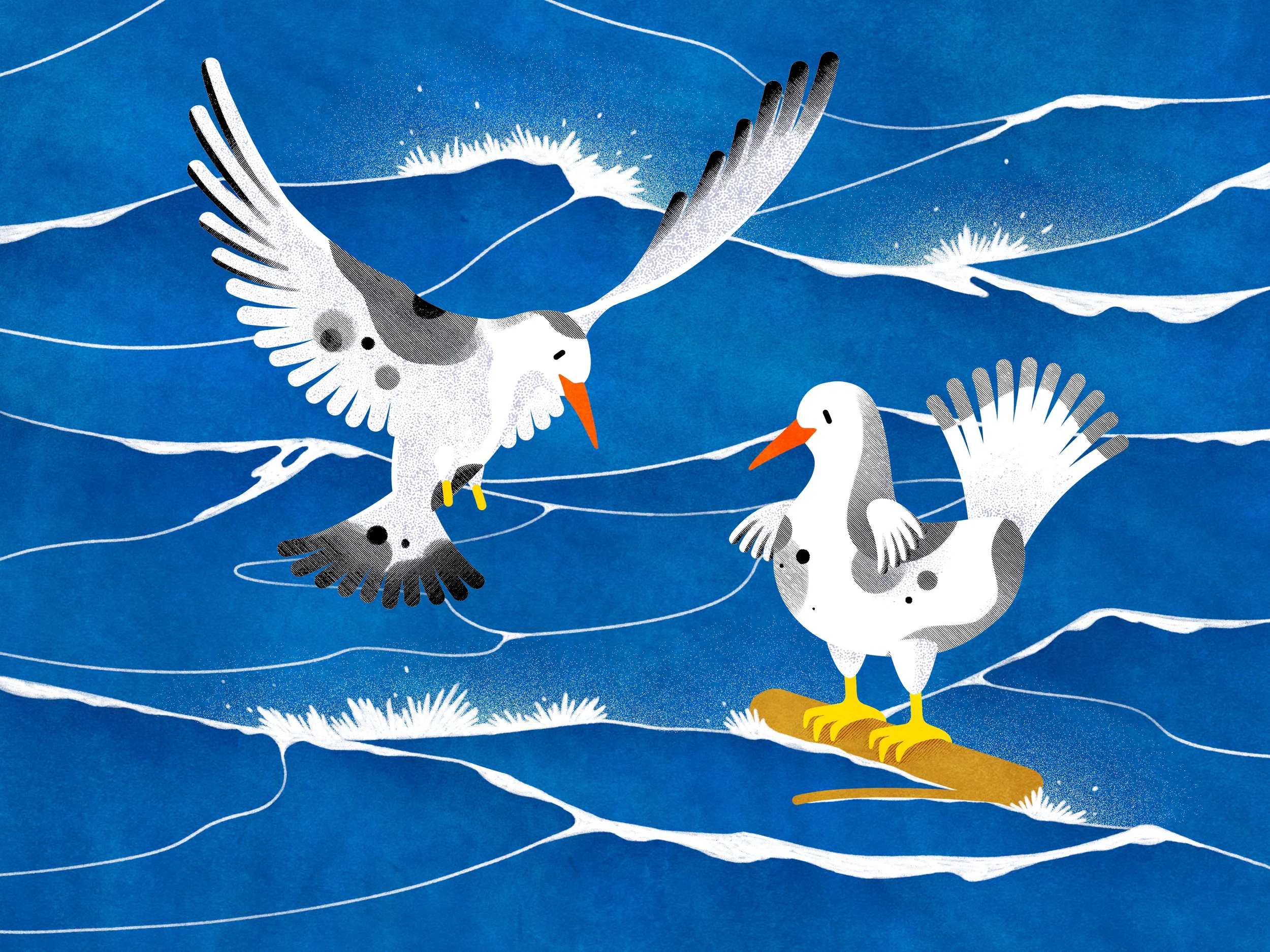 Bird Conundrum