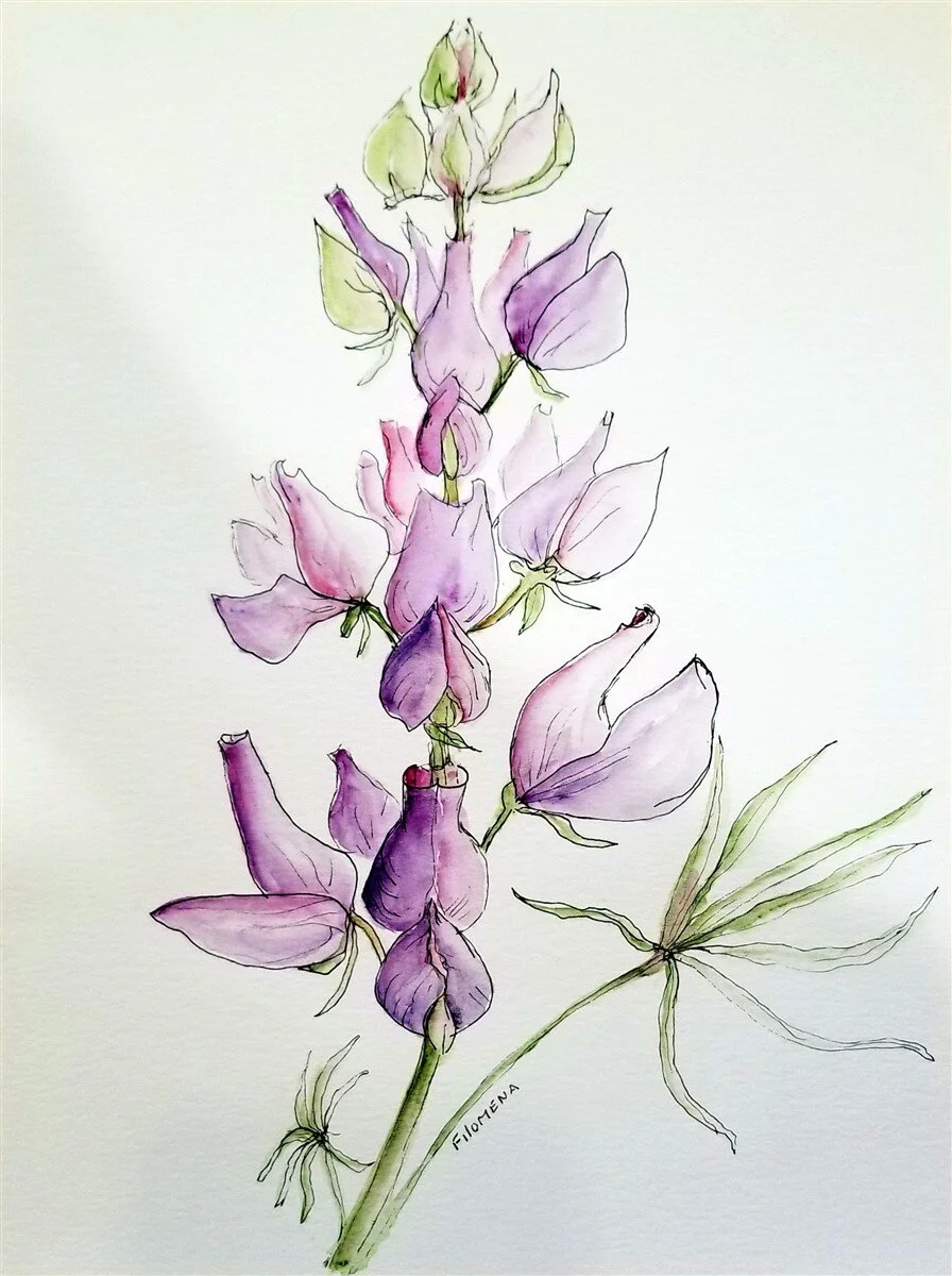 Lupine - 9x12" Watercolor