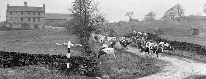 Cows by building copy.jpg