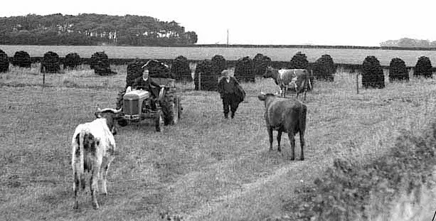 cows with tractor.jpg