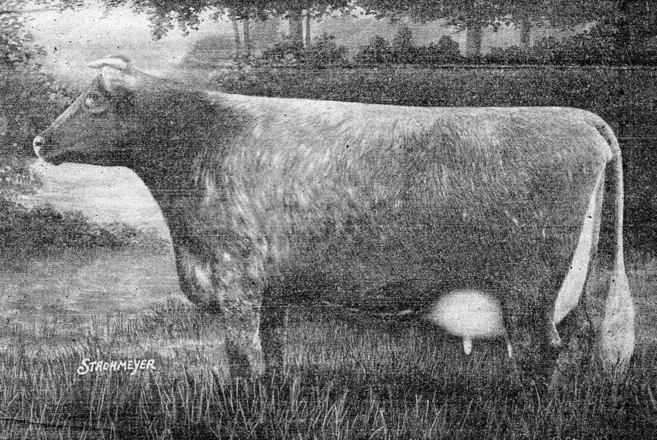 Model Dairy Shorthorn, 1933