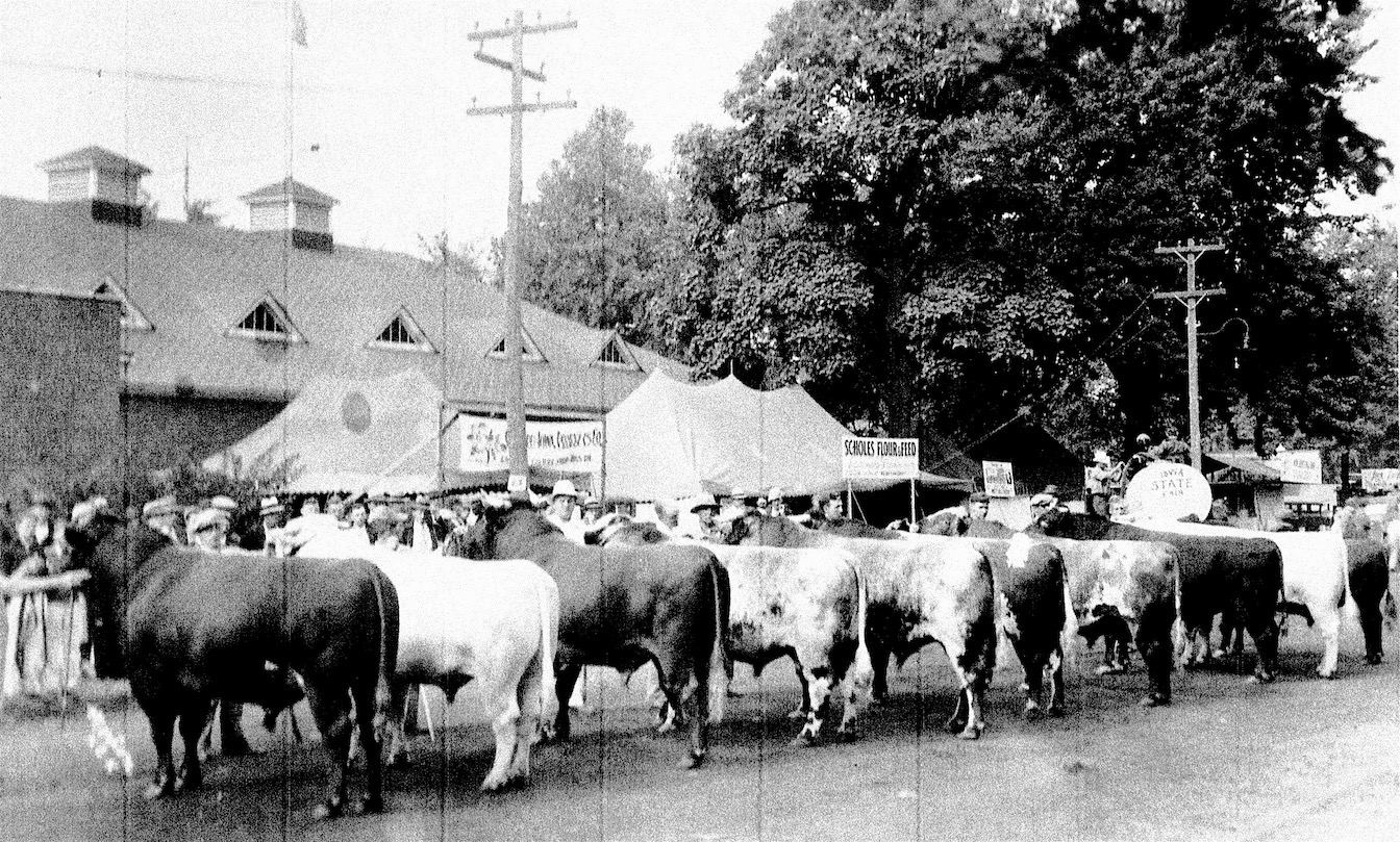 Shorthorns at Iowa St. Fair, 1935