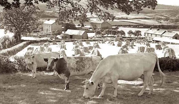 cows by haystacks.jpg