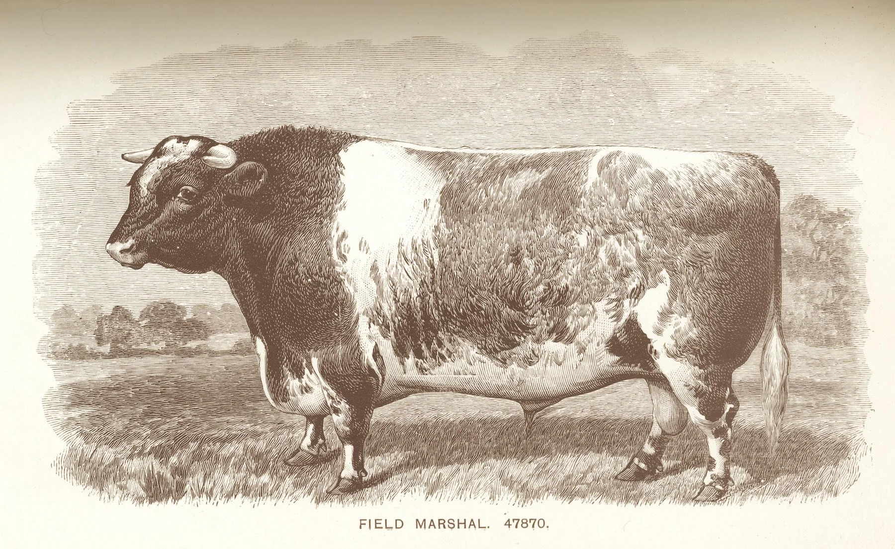 Field Marshal (47870).jpg