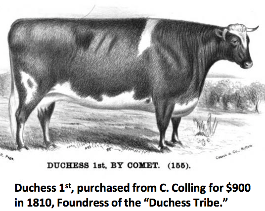 Duchess 1st.png