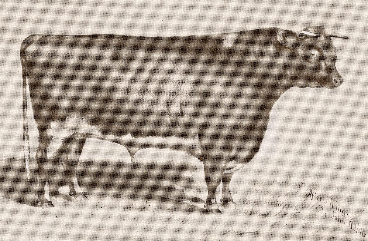 Duke of Airdrie copy.jpg