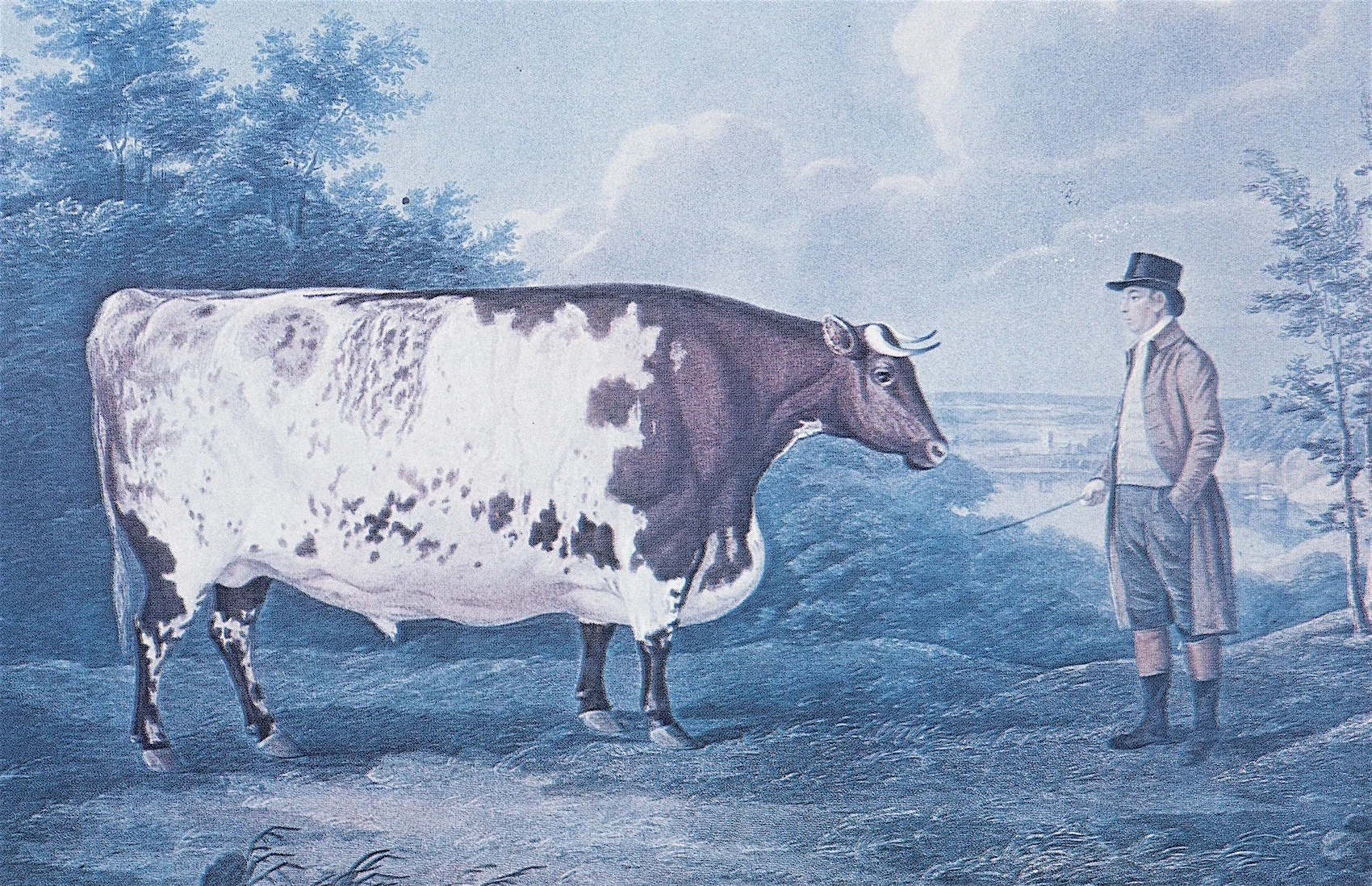 The Durham Ox.jpg