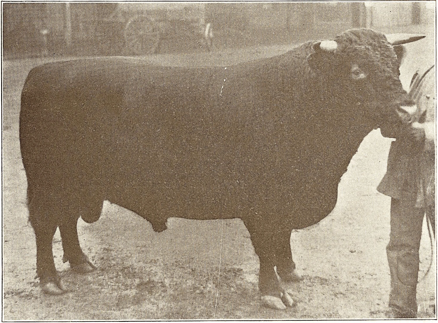 1901 Lavender Viscount 124755.jpg